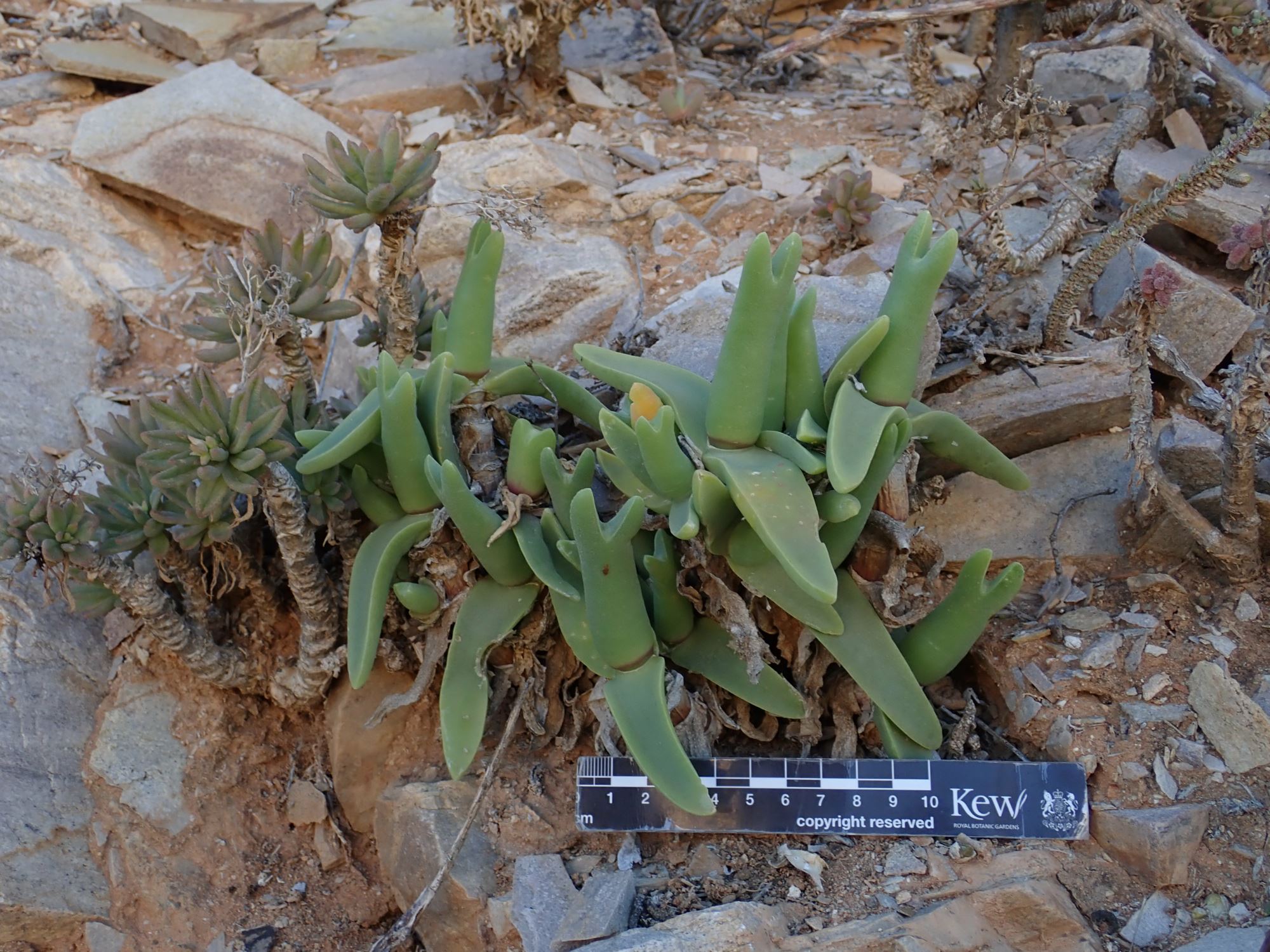 Image of Mitrophyllum mitratum