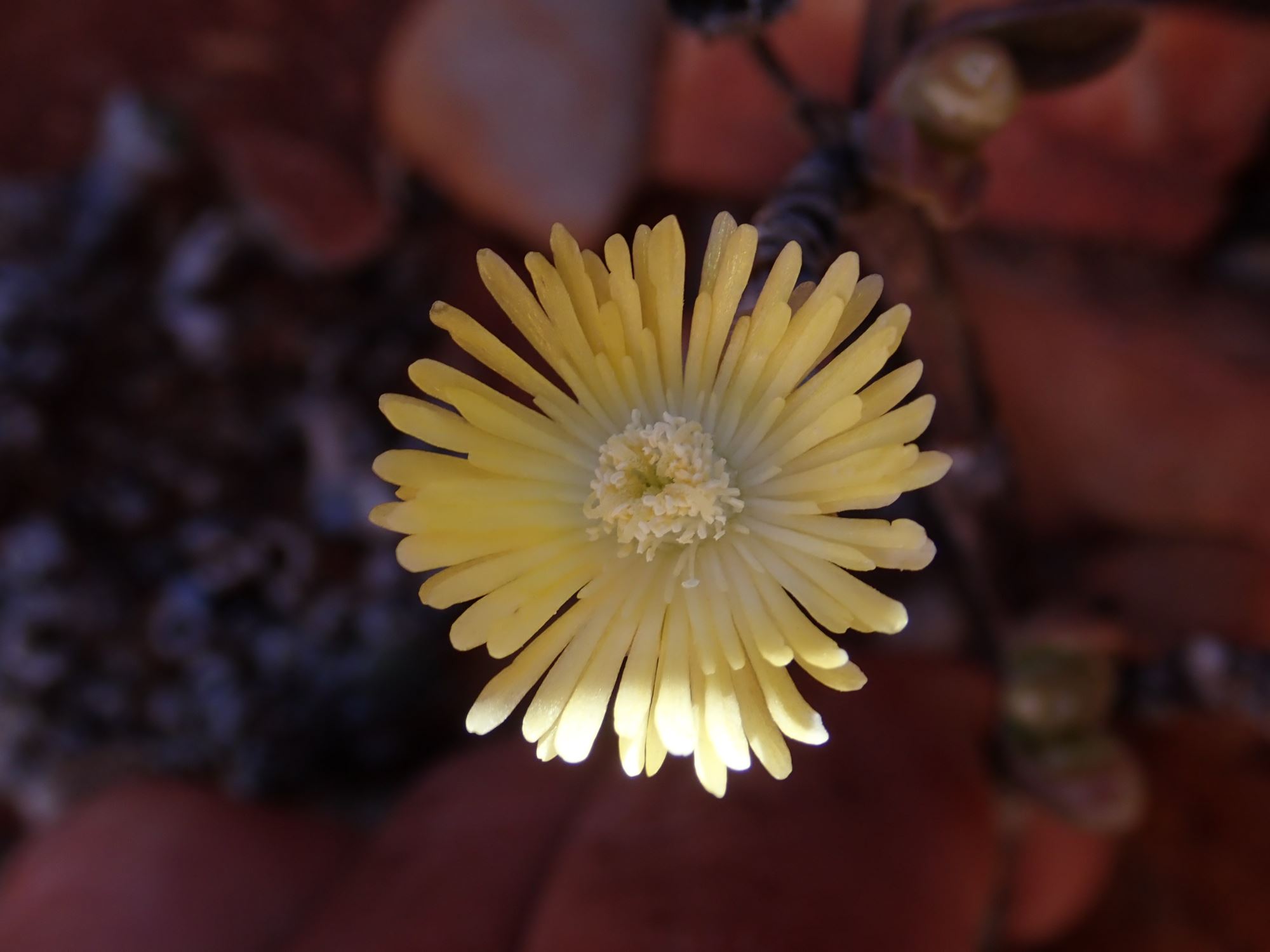 Image of Mitrophyllum sp.