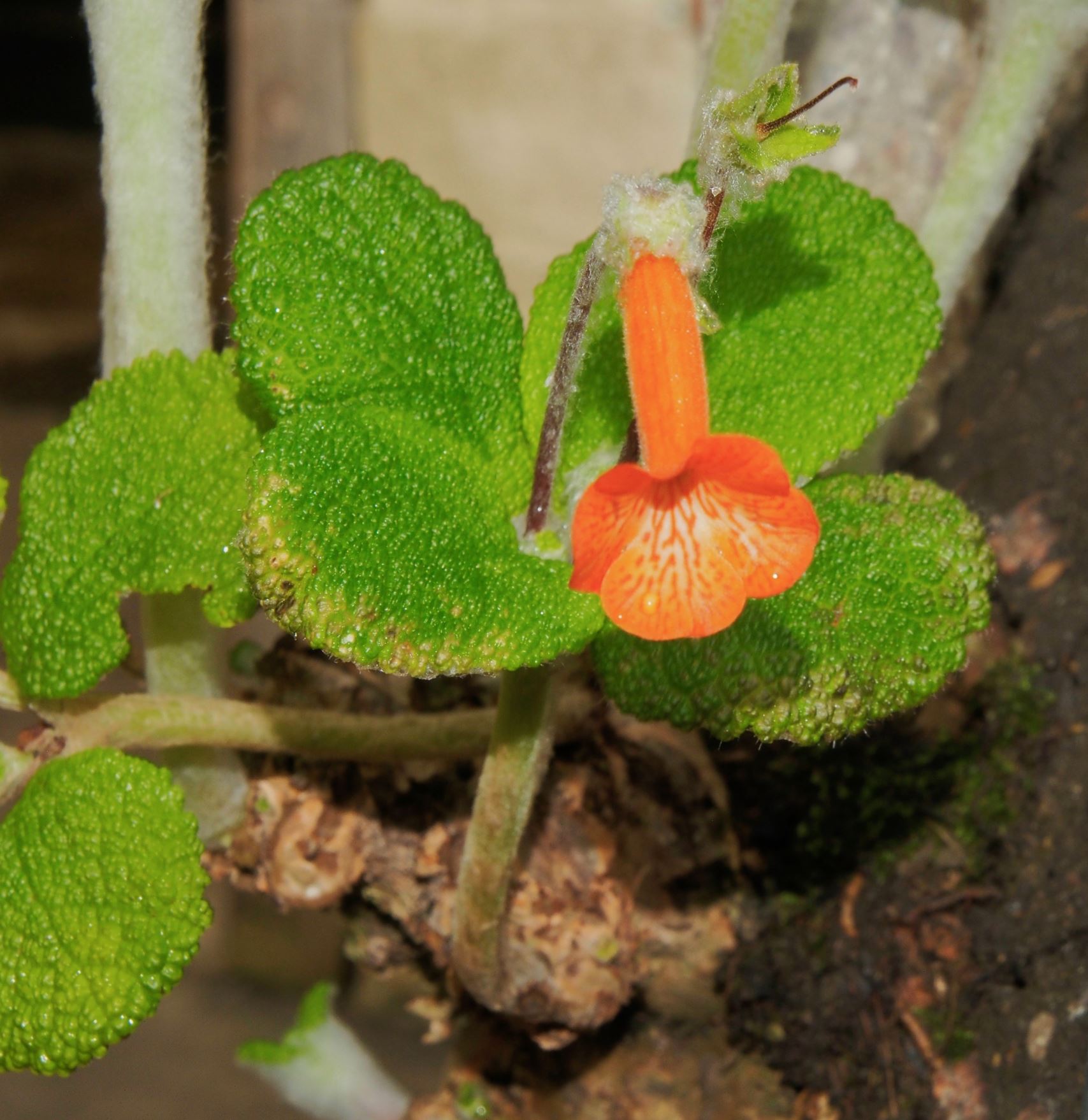 Image of Sinningia bullata