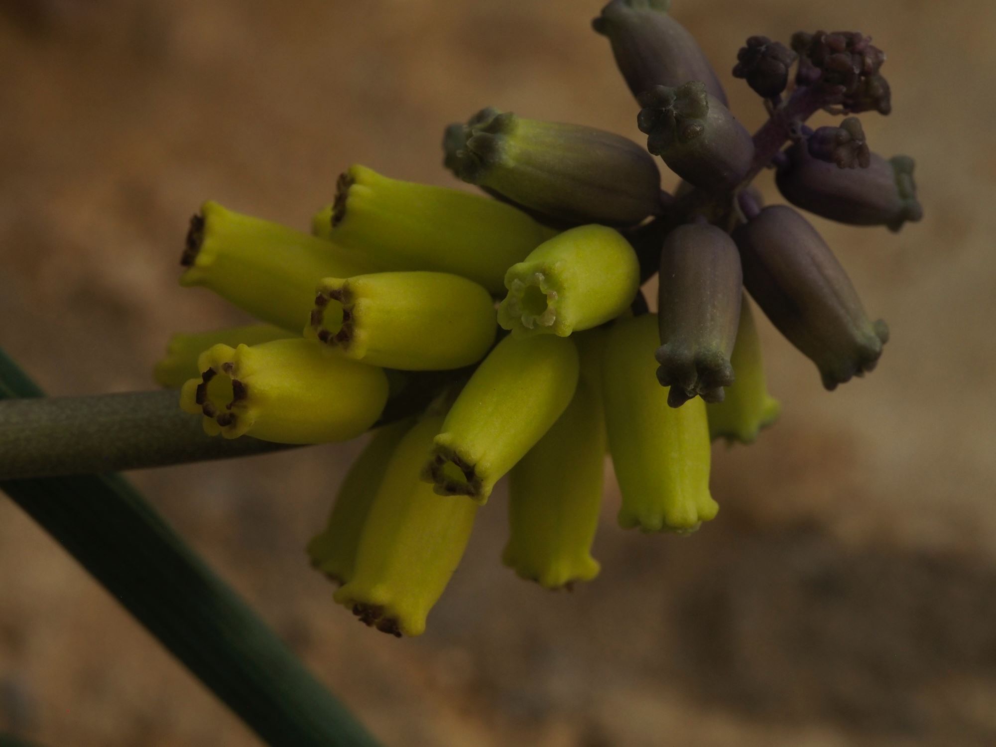 Image of Muscari macrocarpum