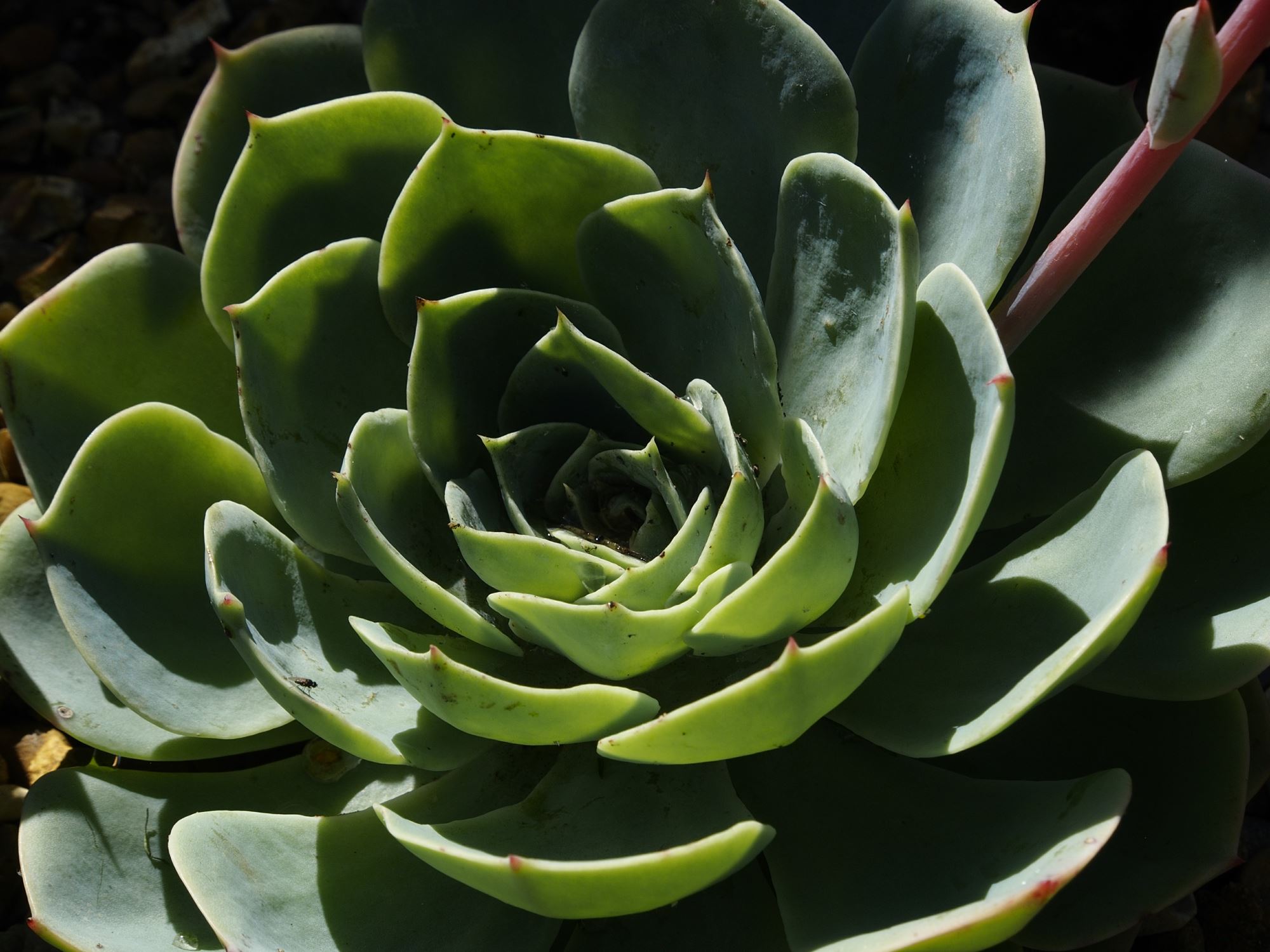 Image of Sempervivum calcareum