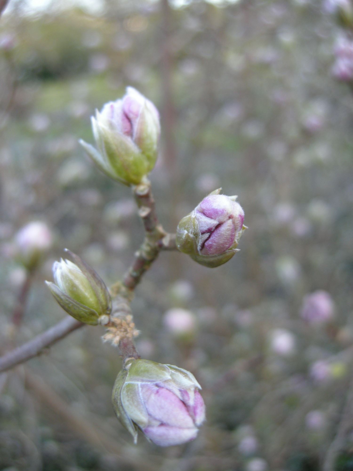 Image of Daphne bholua 'Jacqueline Postill'