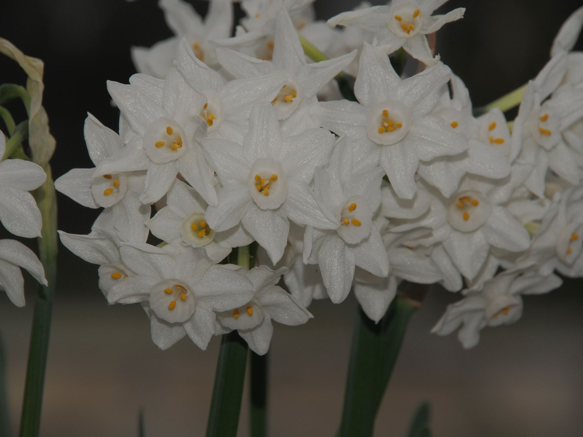 Image of Narcissus tazetta subsp. canariensis