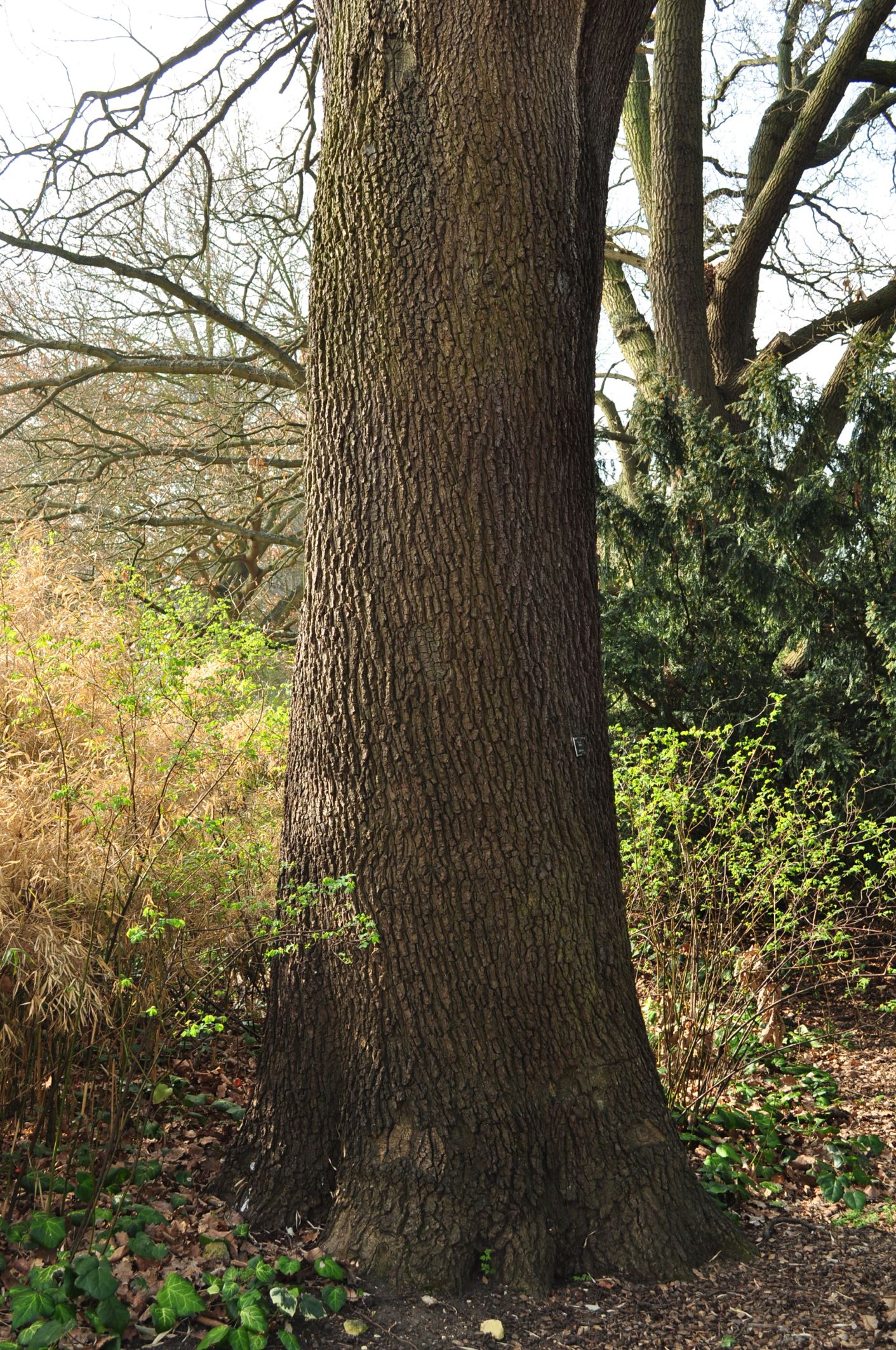 Image of Quercus petraea