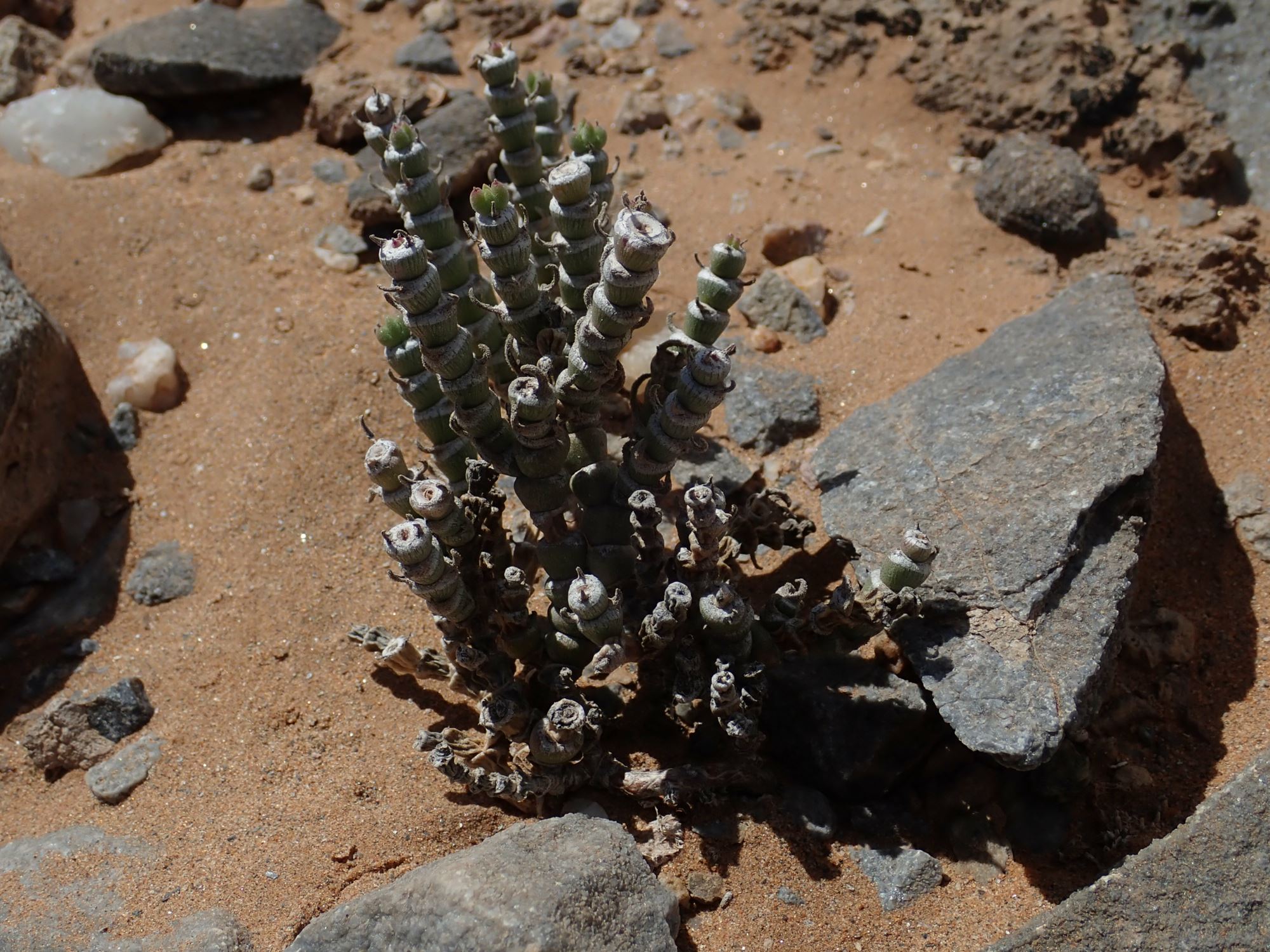 Image of Mesembryanthemum tomentosum