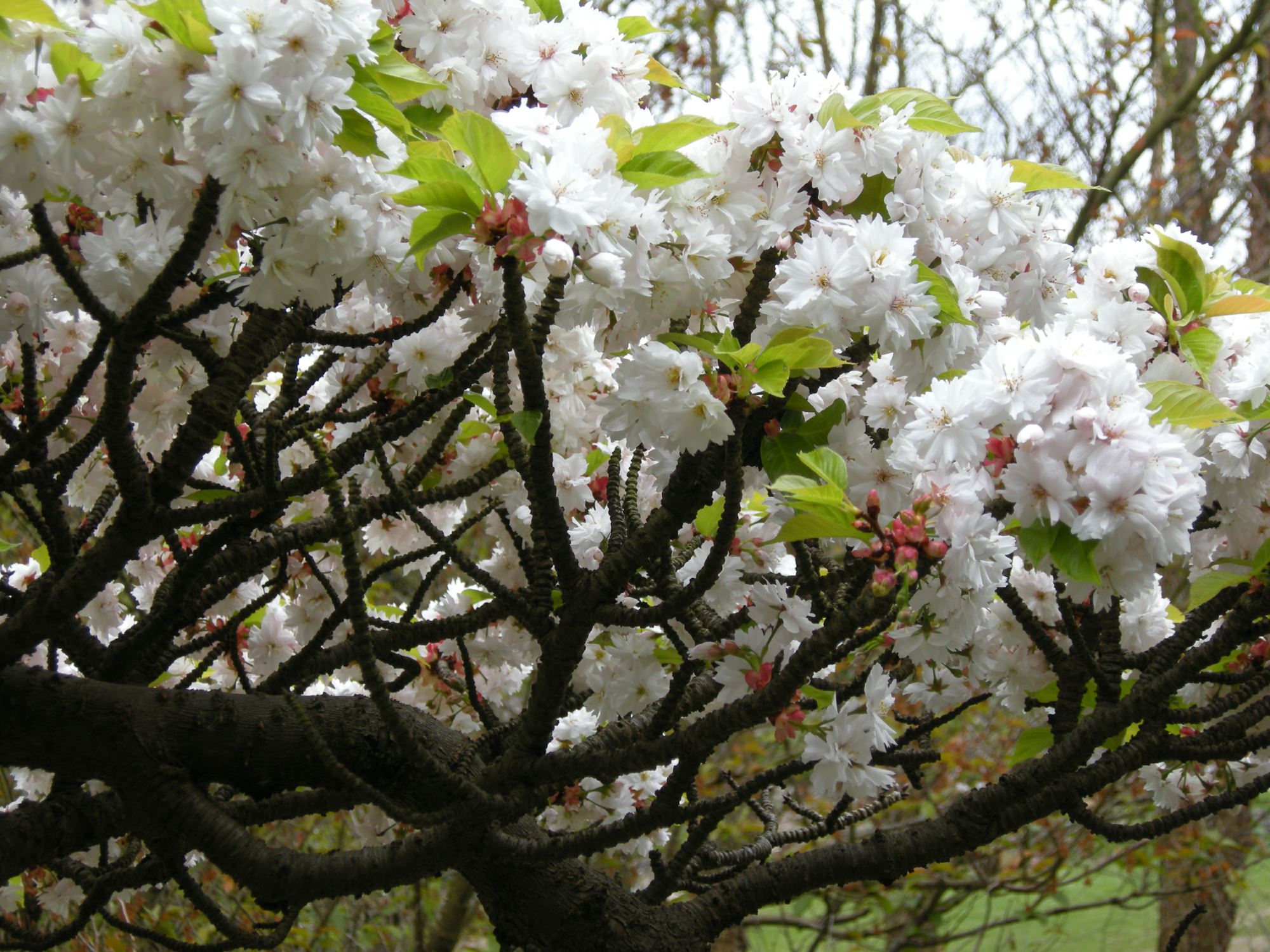 Image of Prunus serrulata 'Alboplena'