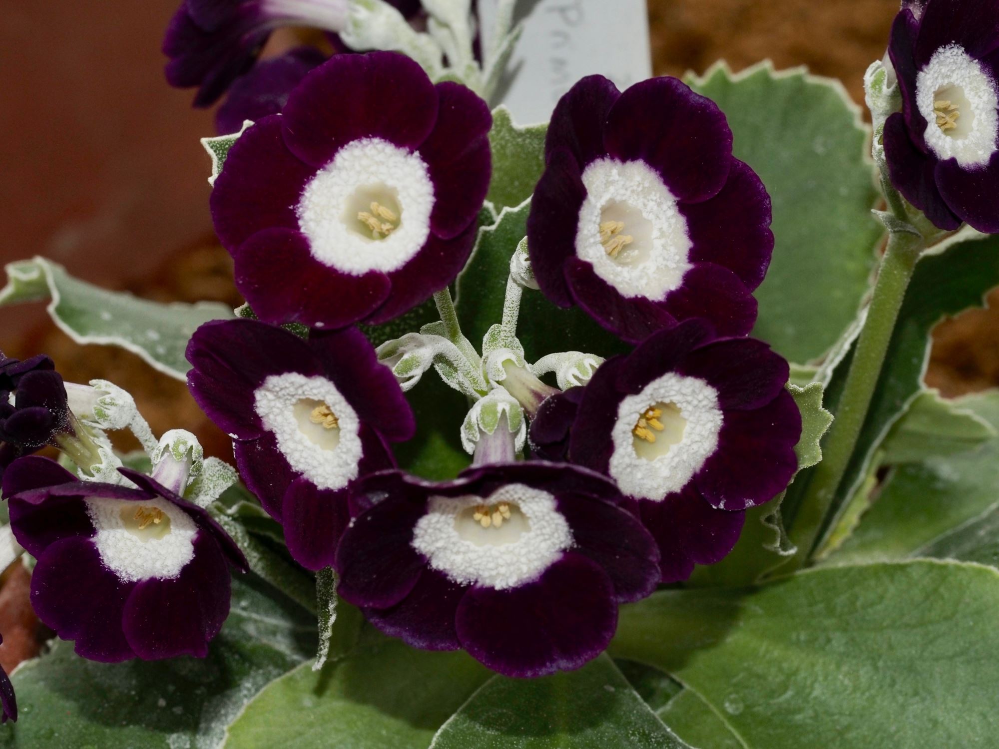 Image of Primula auricula 'Angelia Gould'
