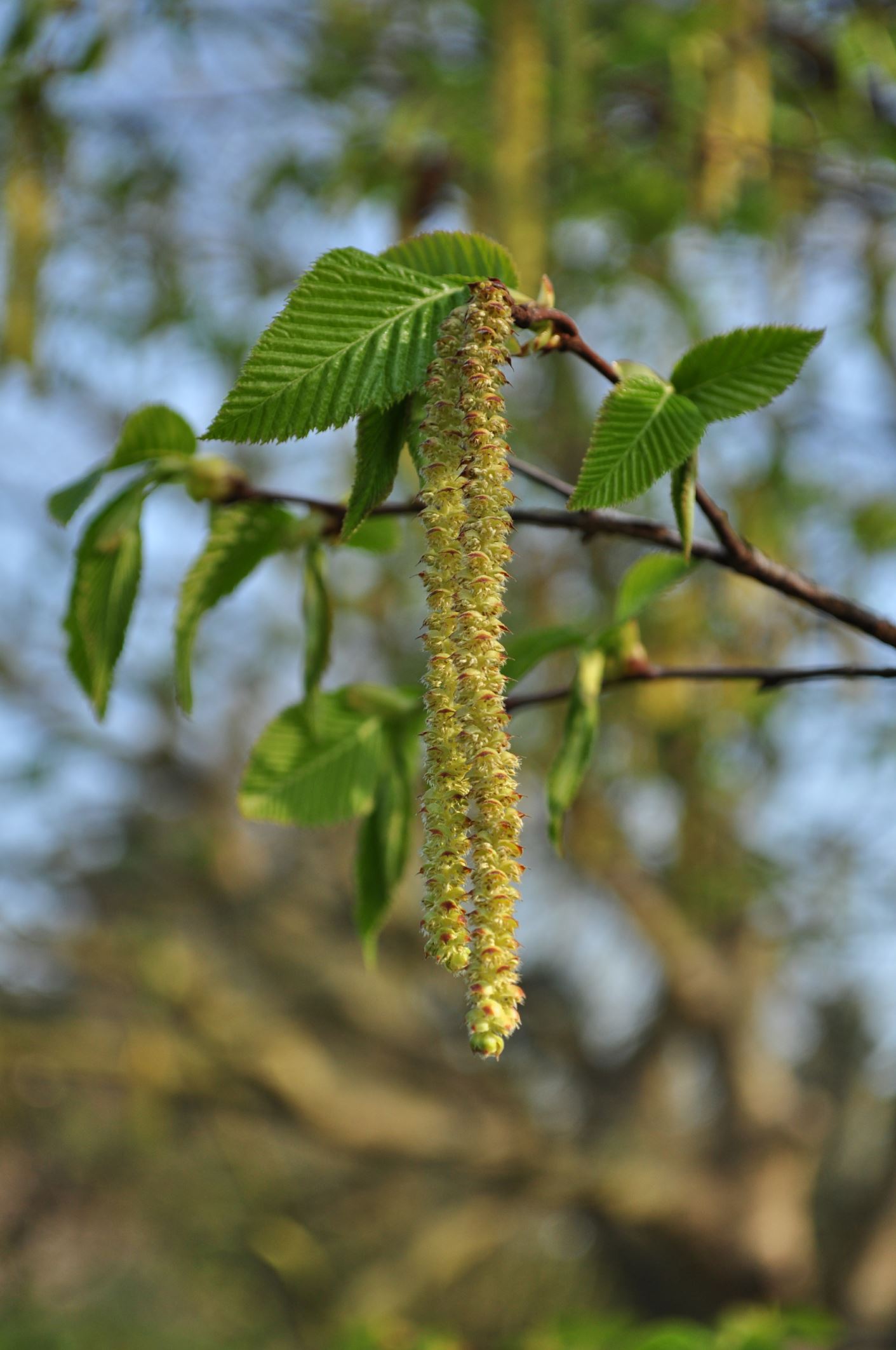 Image of Ostrya carpinifolia
