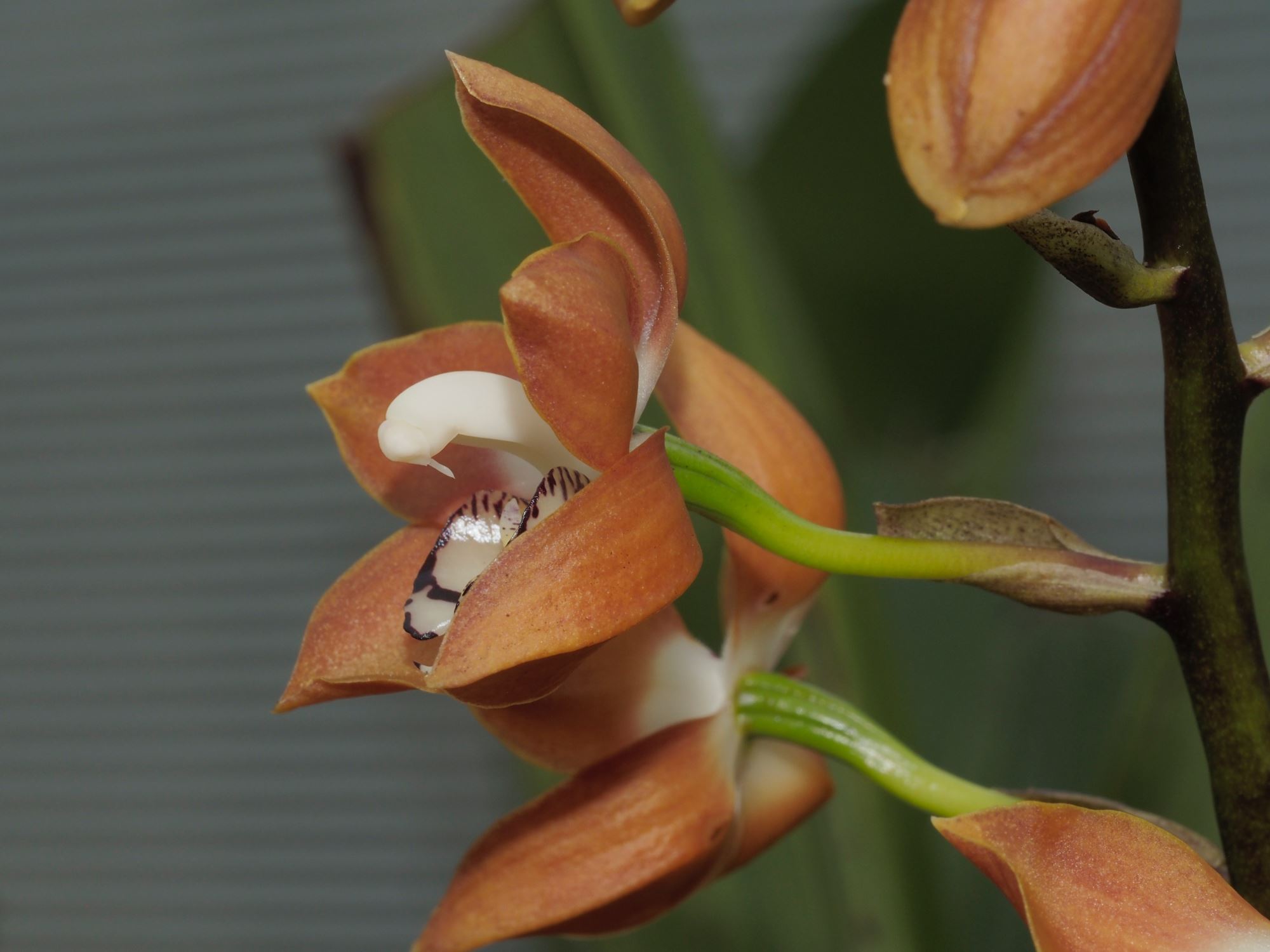 Image of Neomoorea wallisii