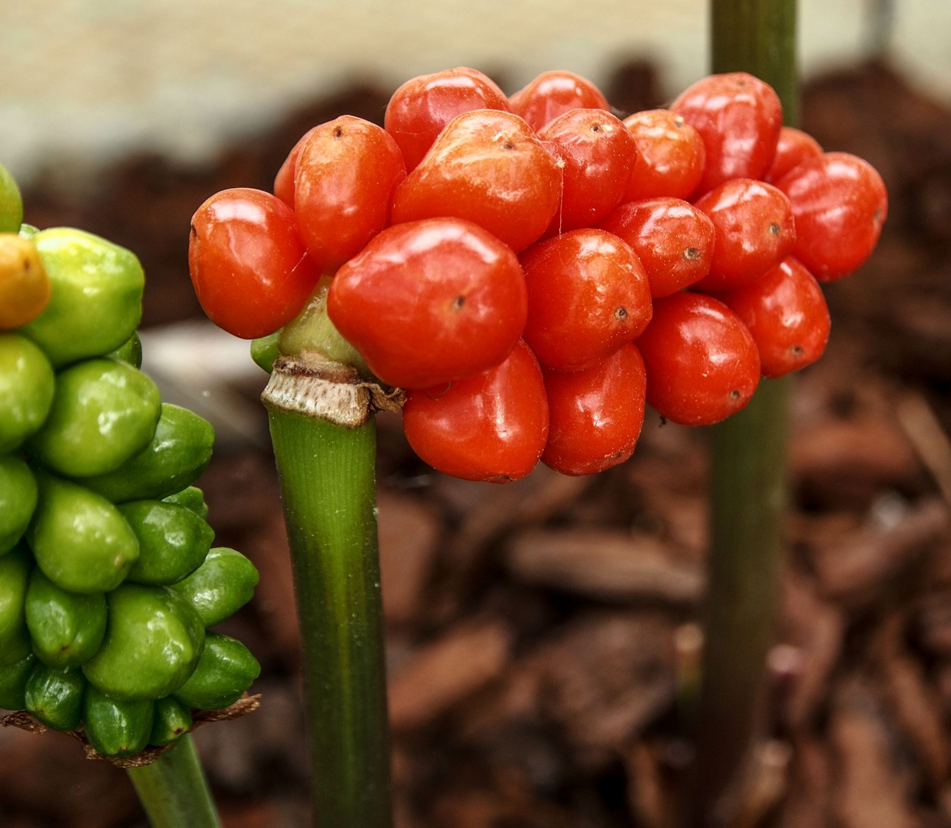 Image of Arum purpureospathum