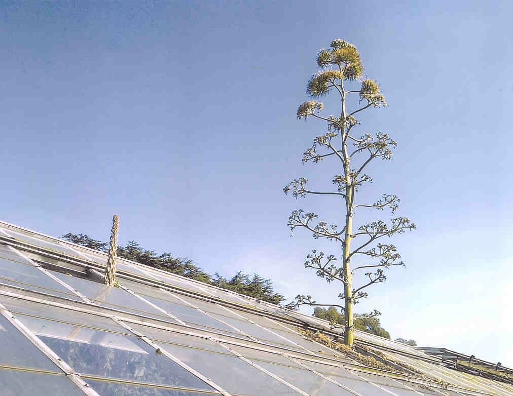 Image of Agave tequilana
