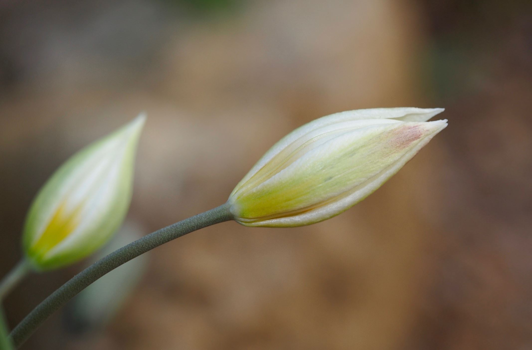 Image of Tulipa biflora