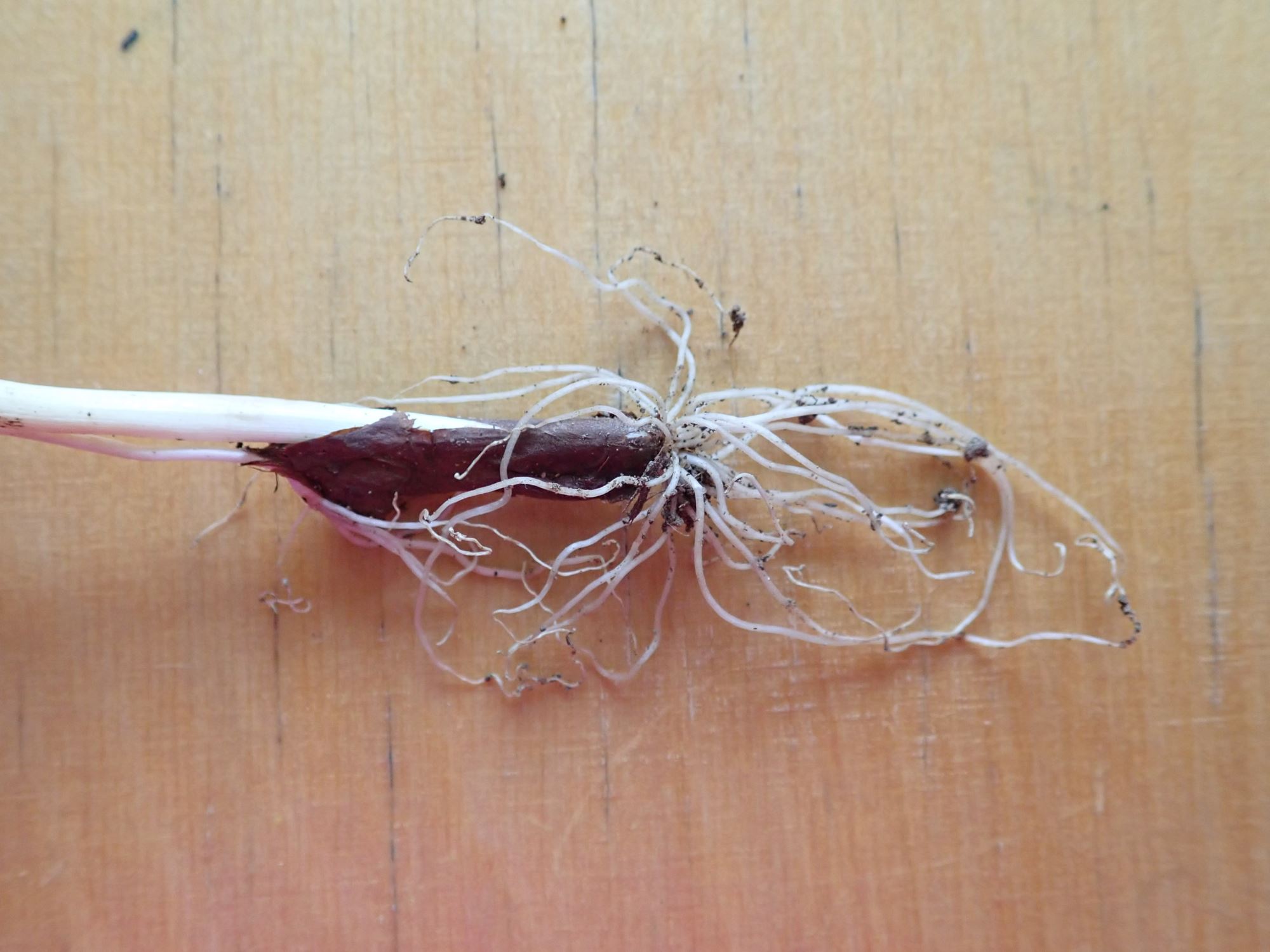 Image of Colchicum cupanii