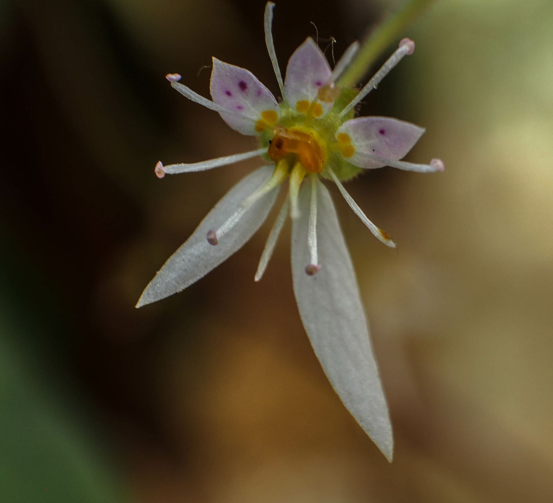 Image of Saxifraga stolonifera