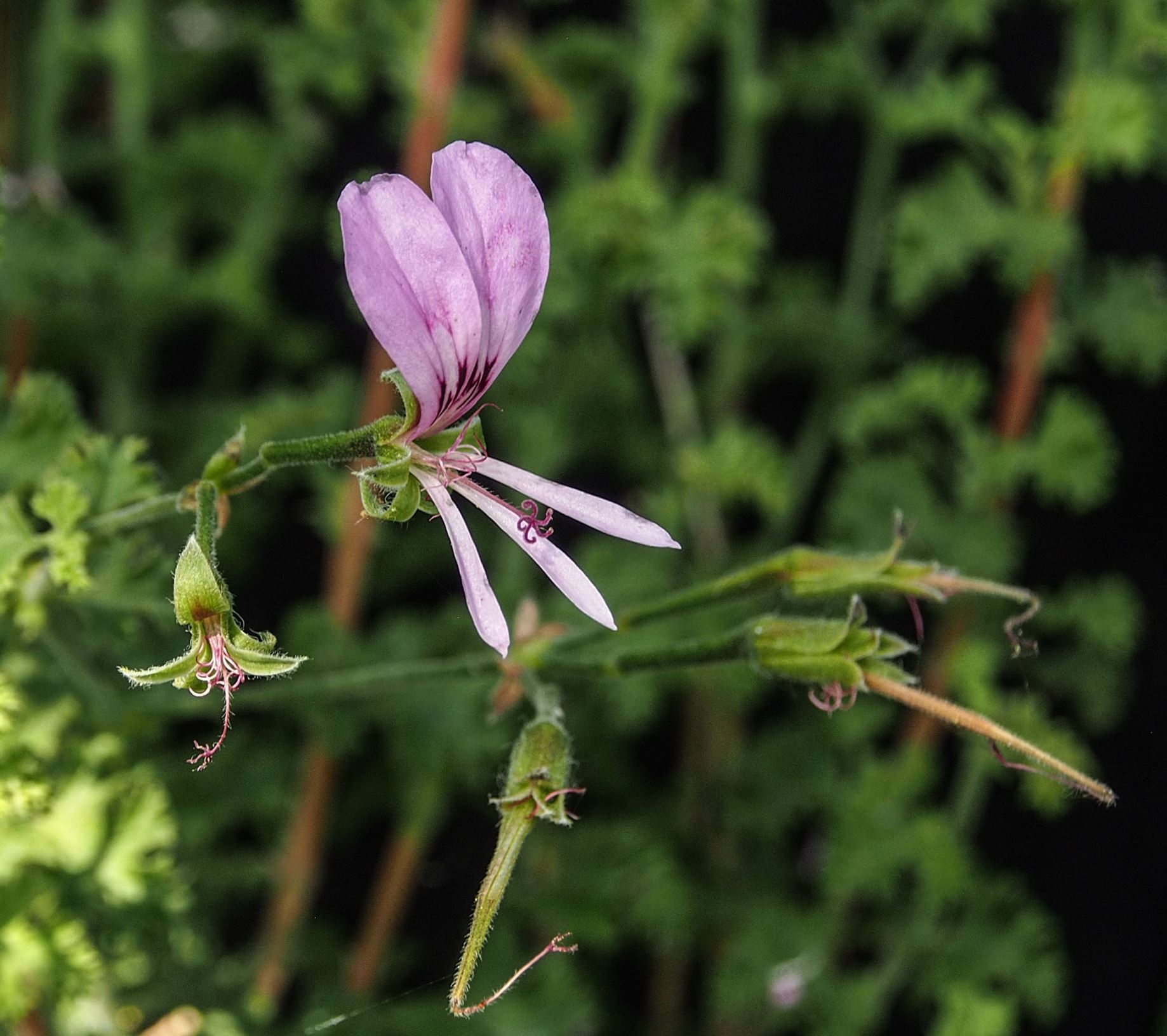 Image of Pelargonium crispum