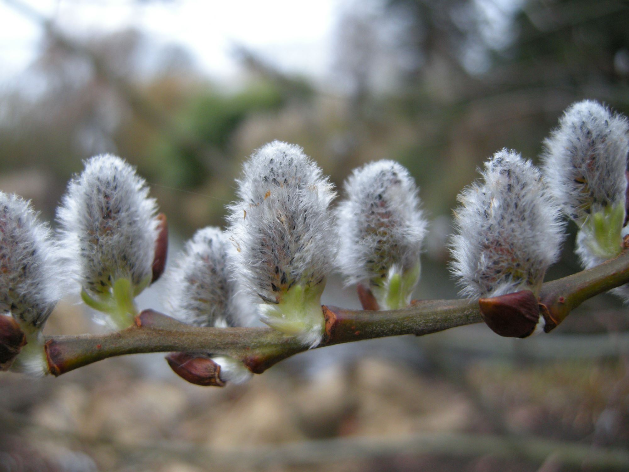 Image of Salix aegyptiaca