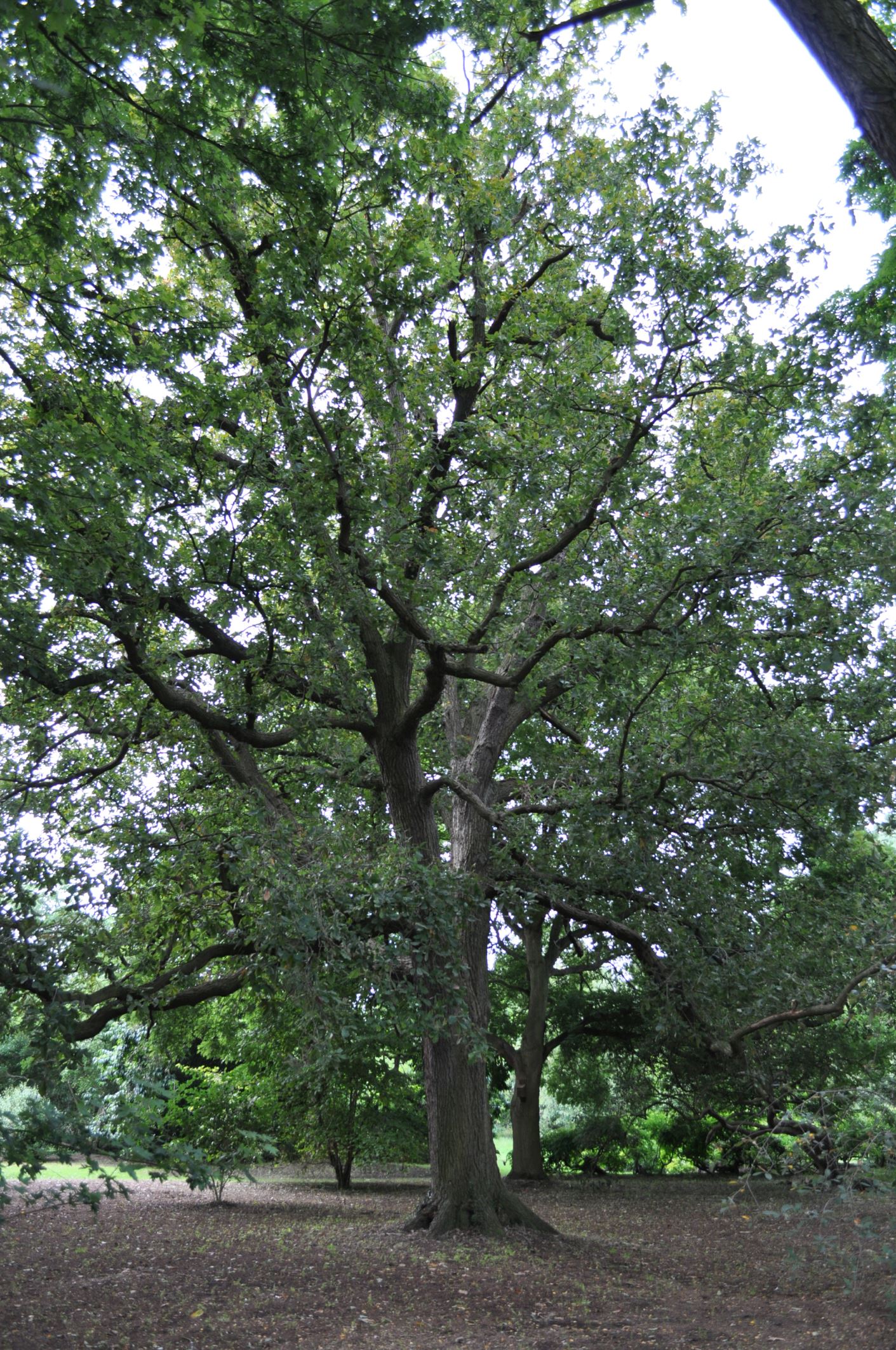 Image of Quercus Ã— warburgii