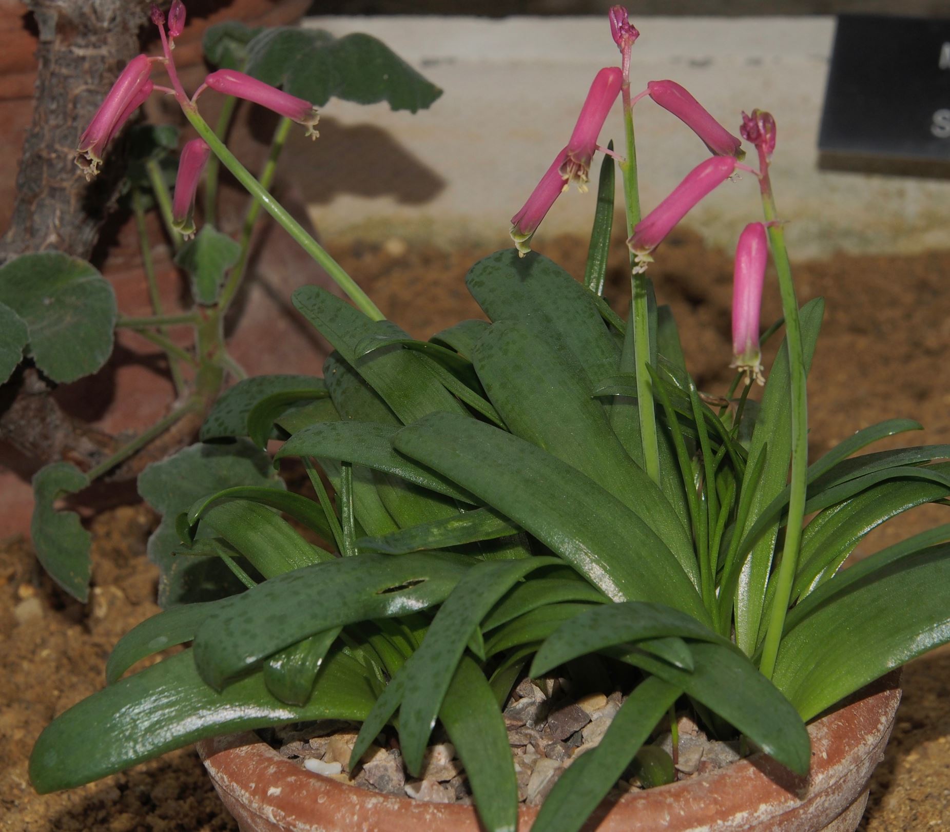 Image of Lachenalia bulbifera