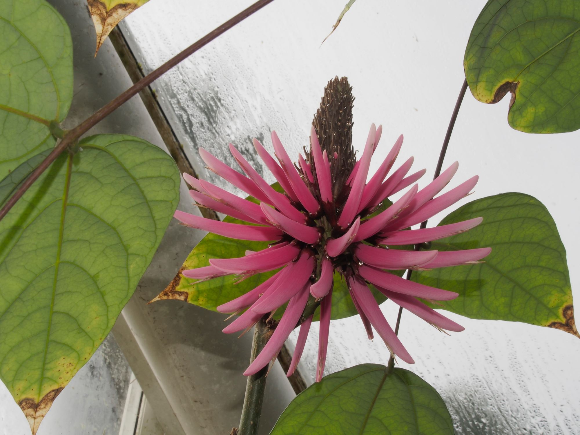 Image of Erythrina americana