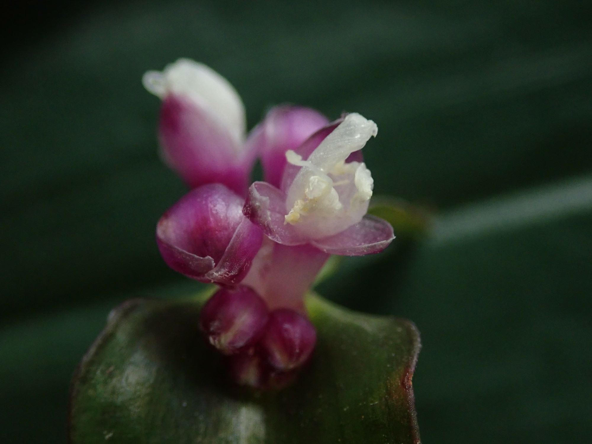 Image of Tradescantia zanonia