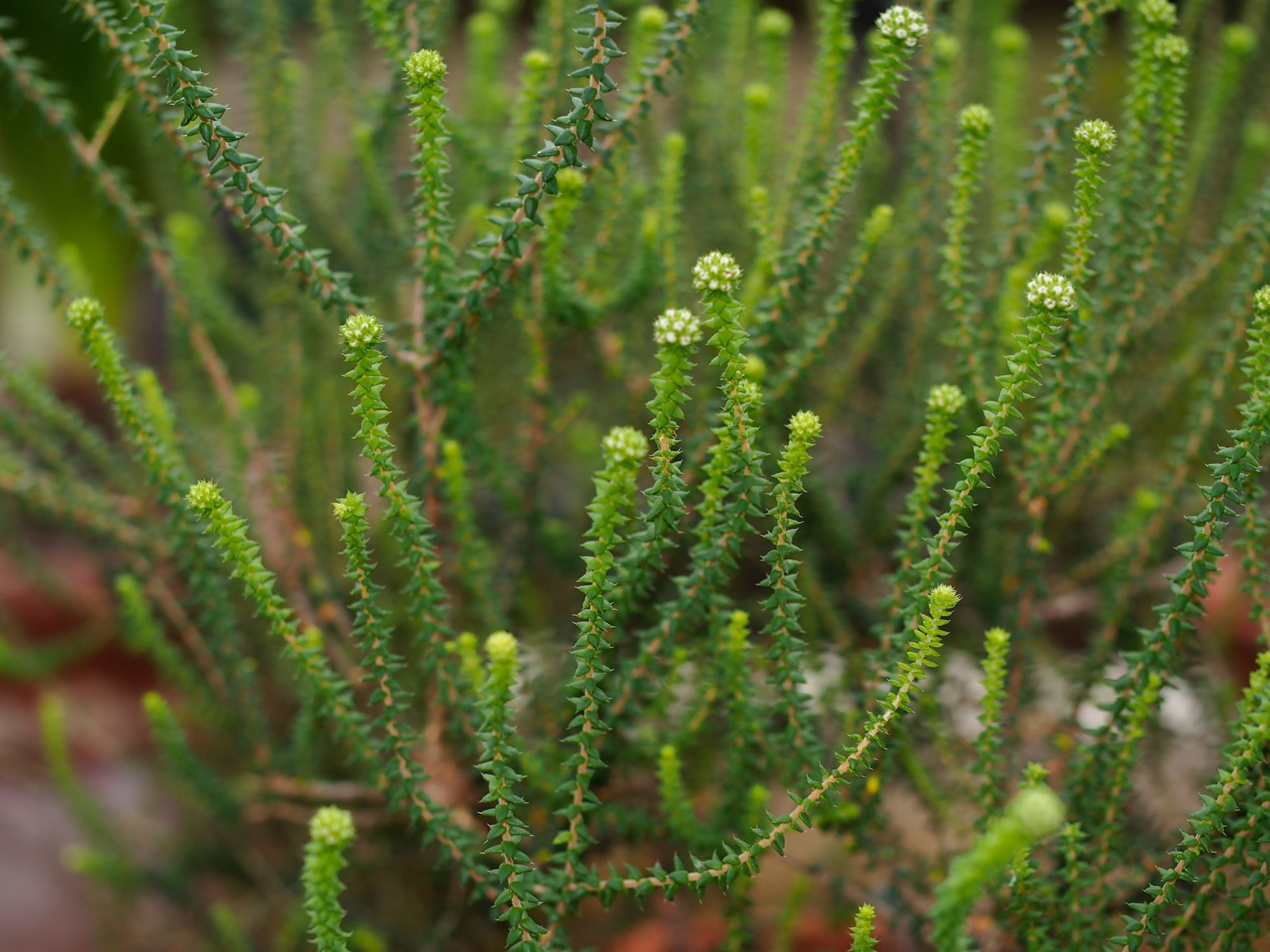 Image of Agathosma leptospermoides