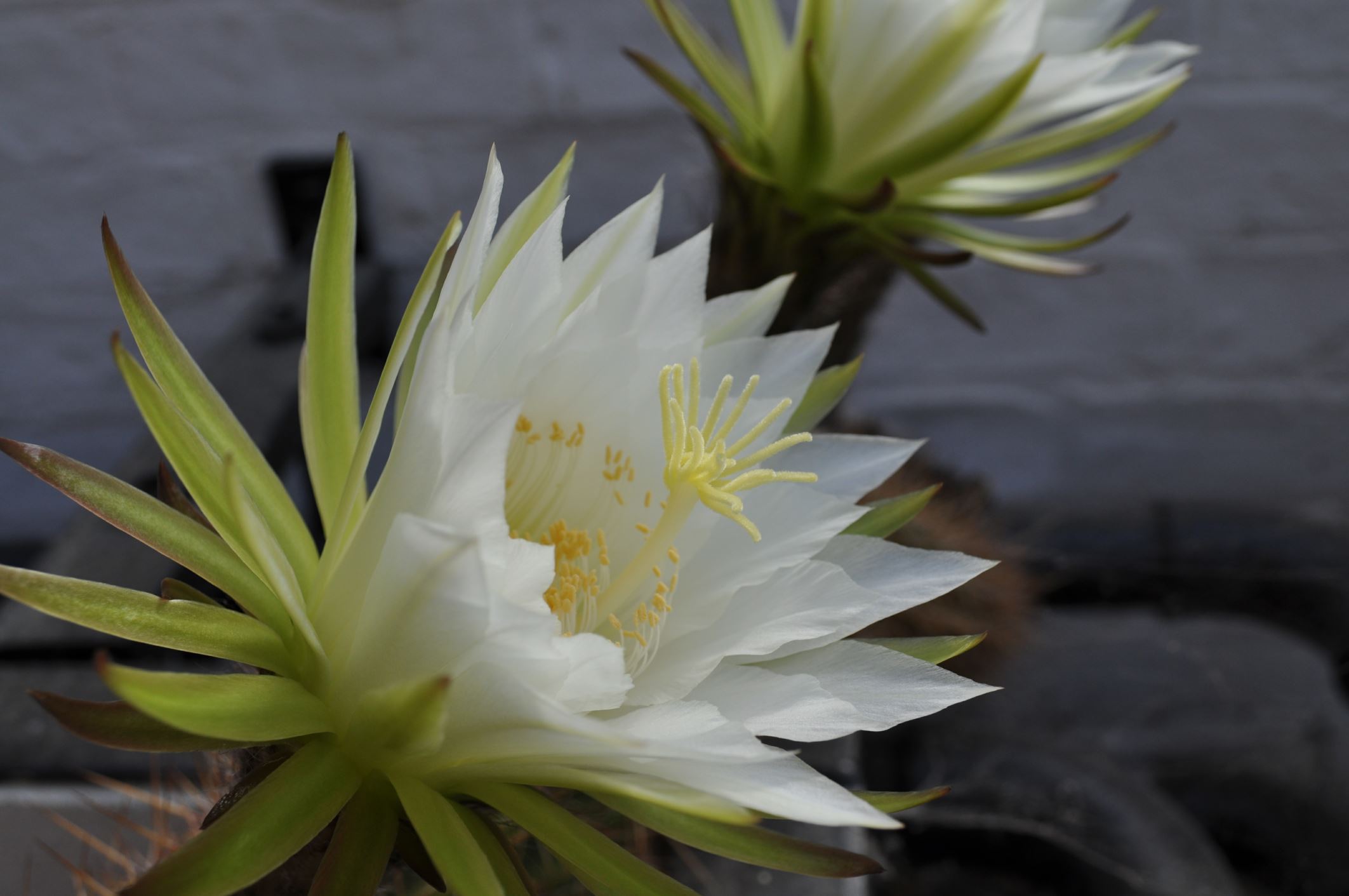 Image of Echinopsis atacamensis subsp. pasacana