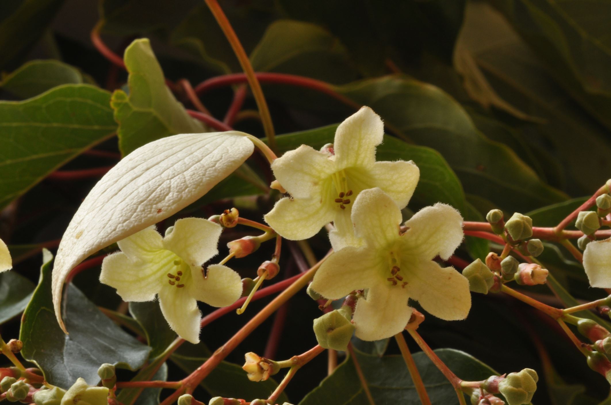 Image of Emmenopterys henryi