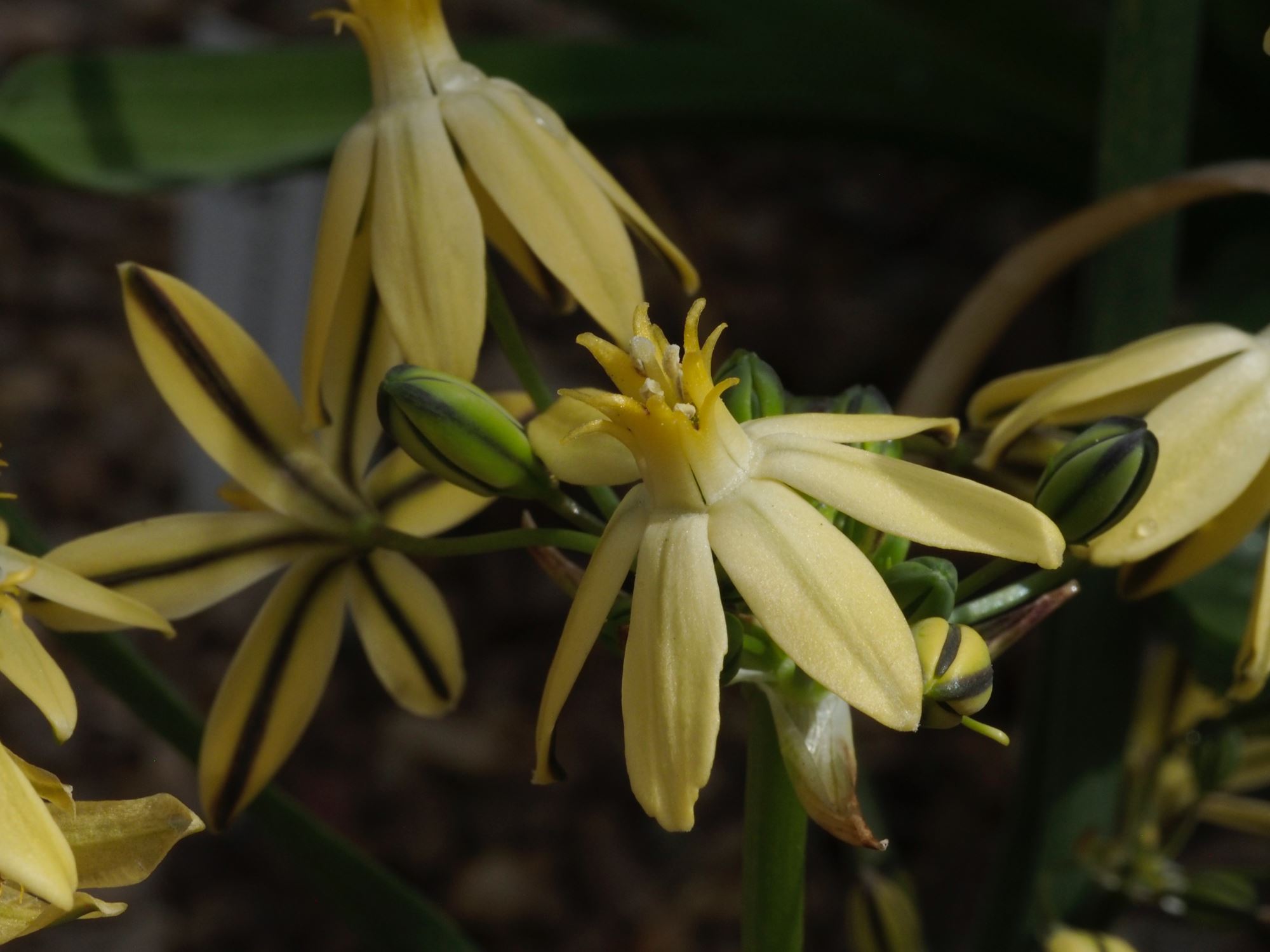 Image of Triteleia ixioides 'Starlight'