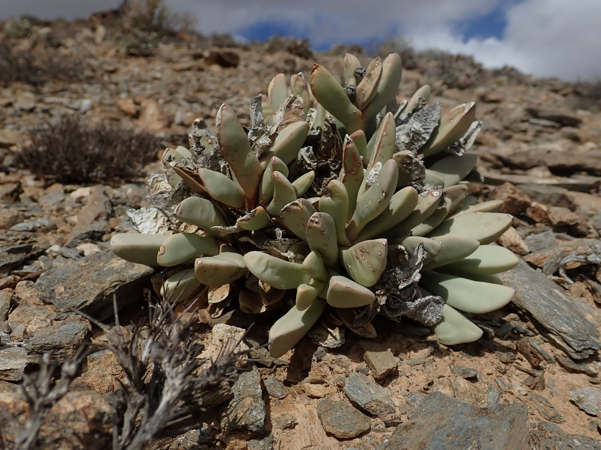 Image of Hartmanthus sp.