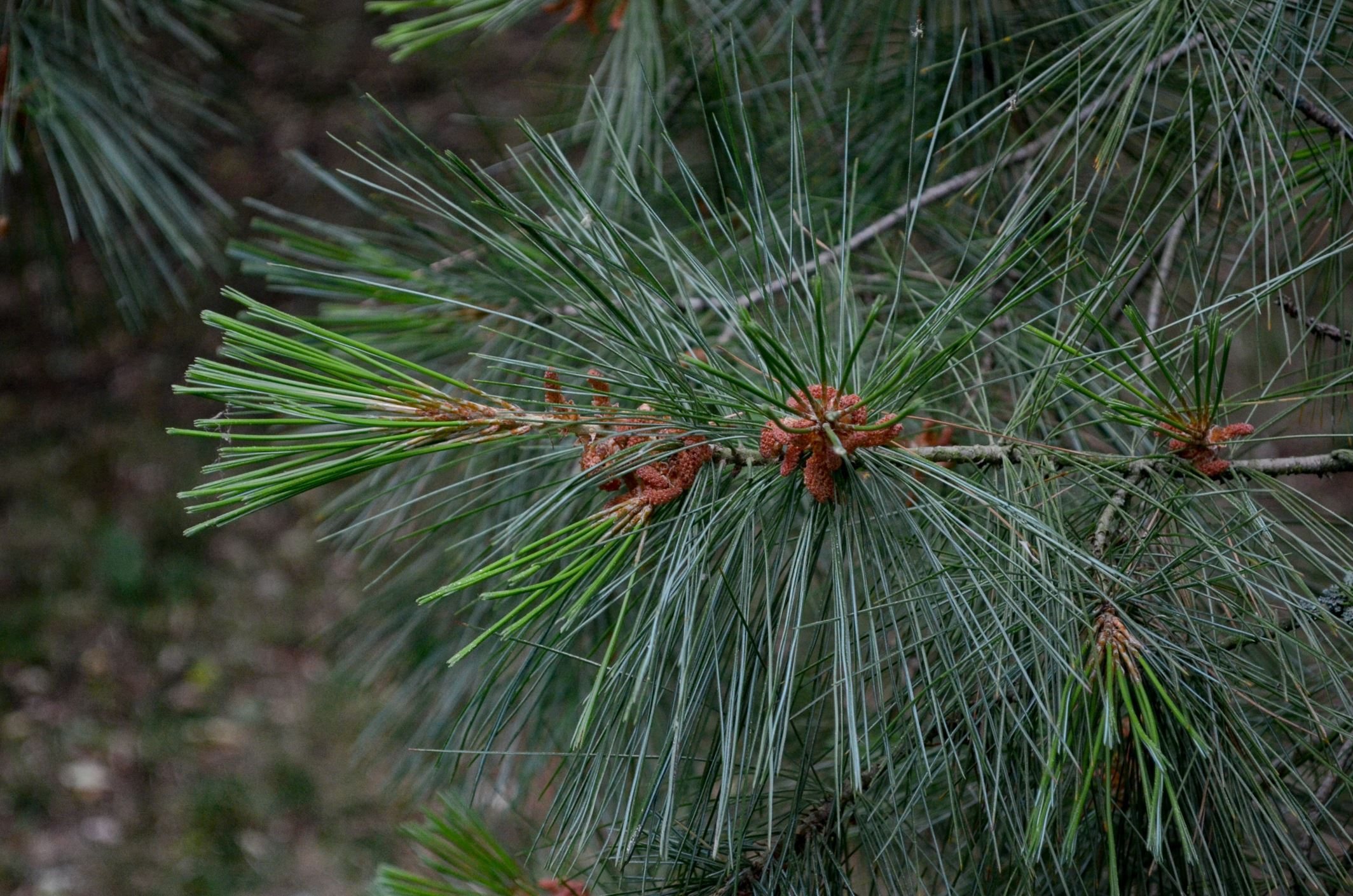 Image of Pinus Ã— holfordiana