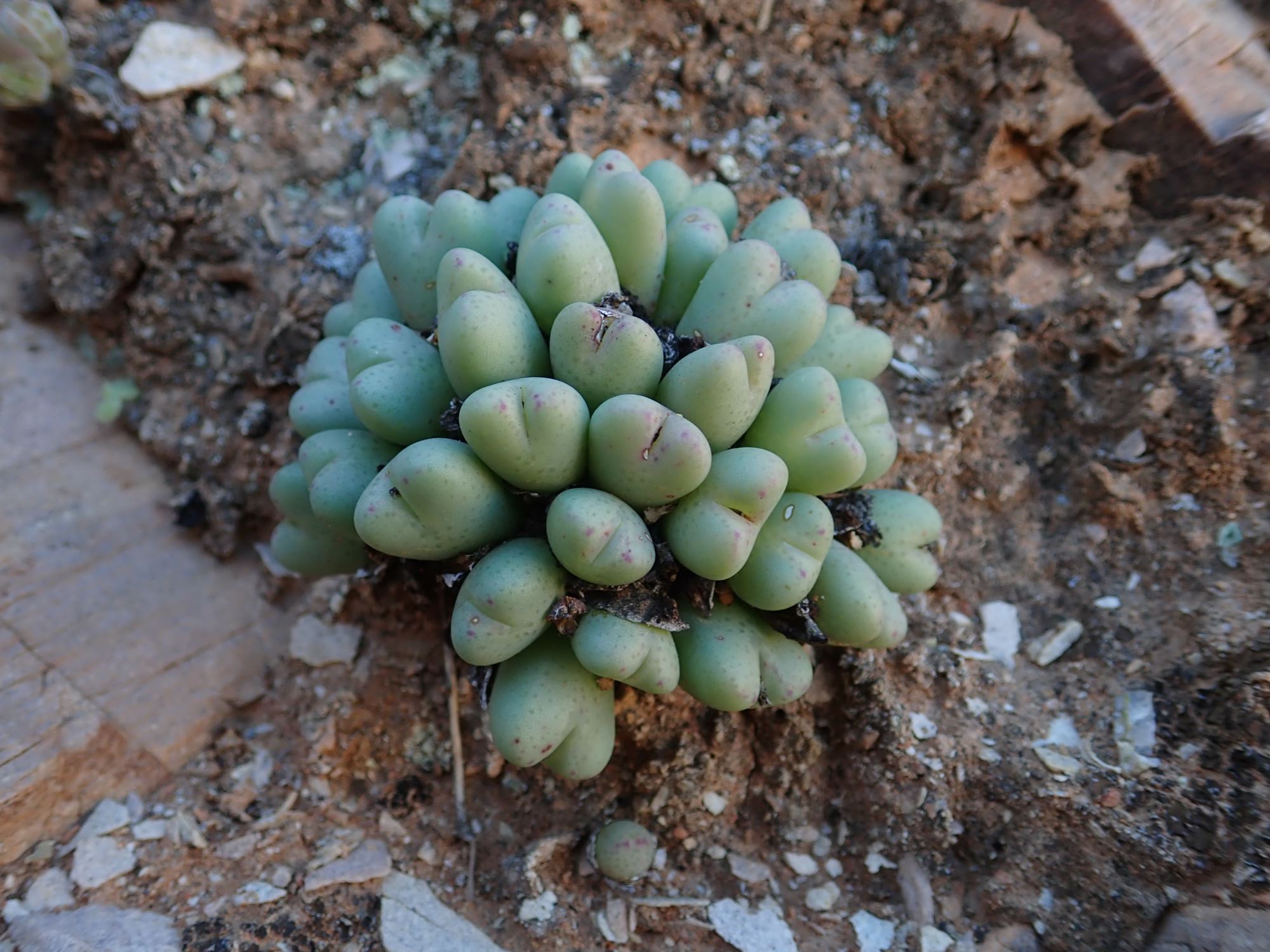 Image of Conophytum bilobum