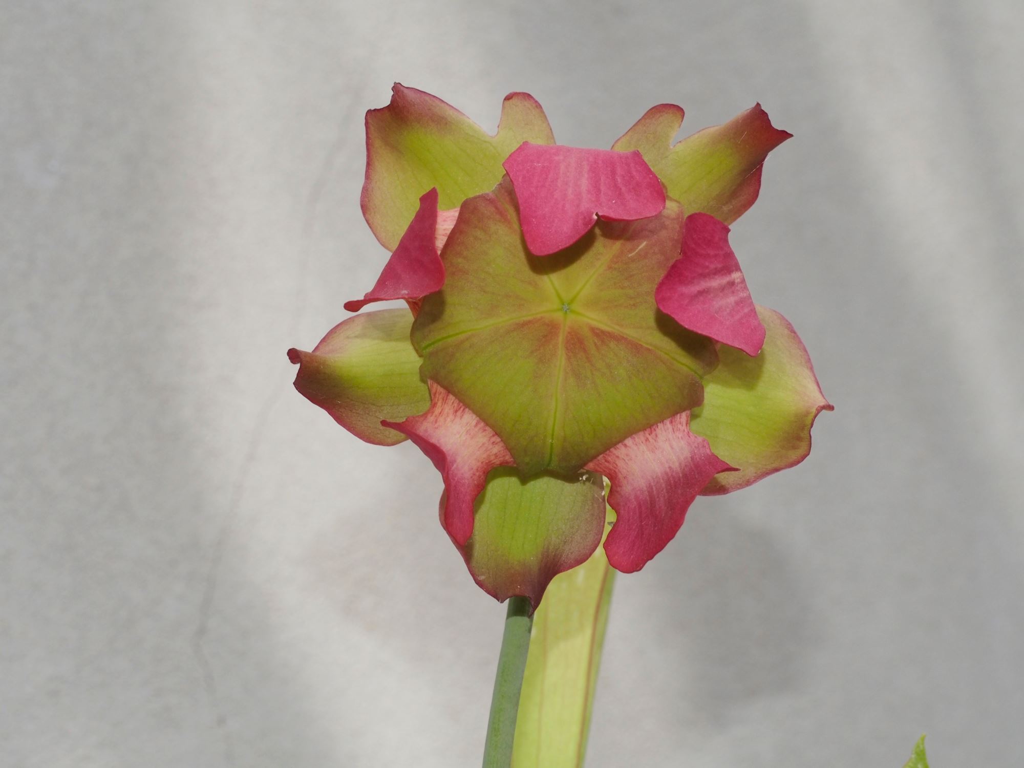 Image of Sarracenia leucophylla
