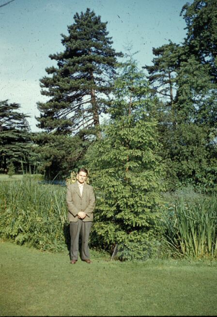 Image of Metasequoia glyptostroboides