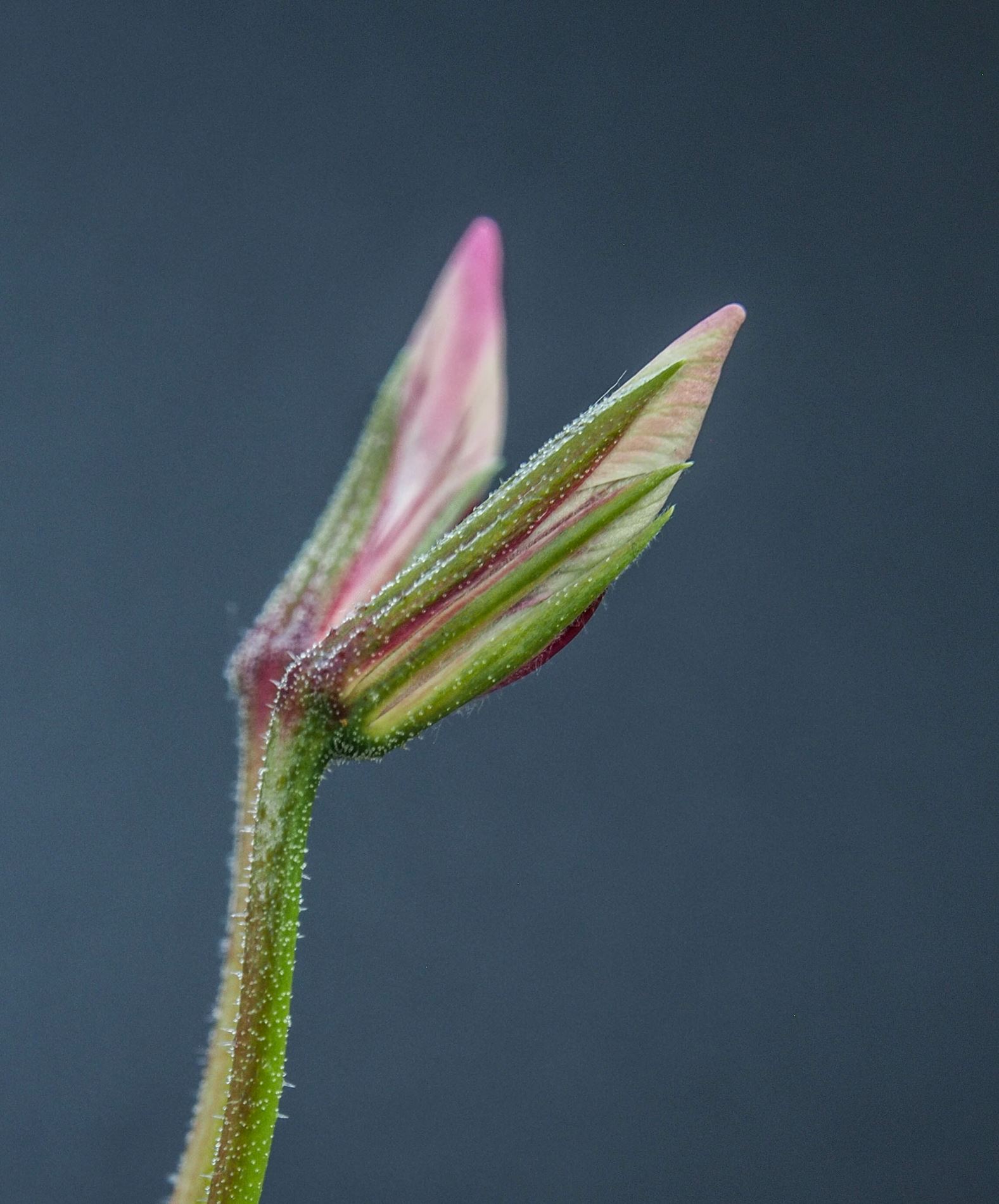 Image of Pelargonium tetragonum