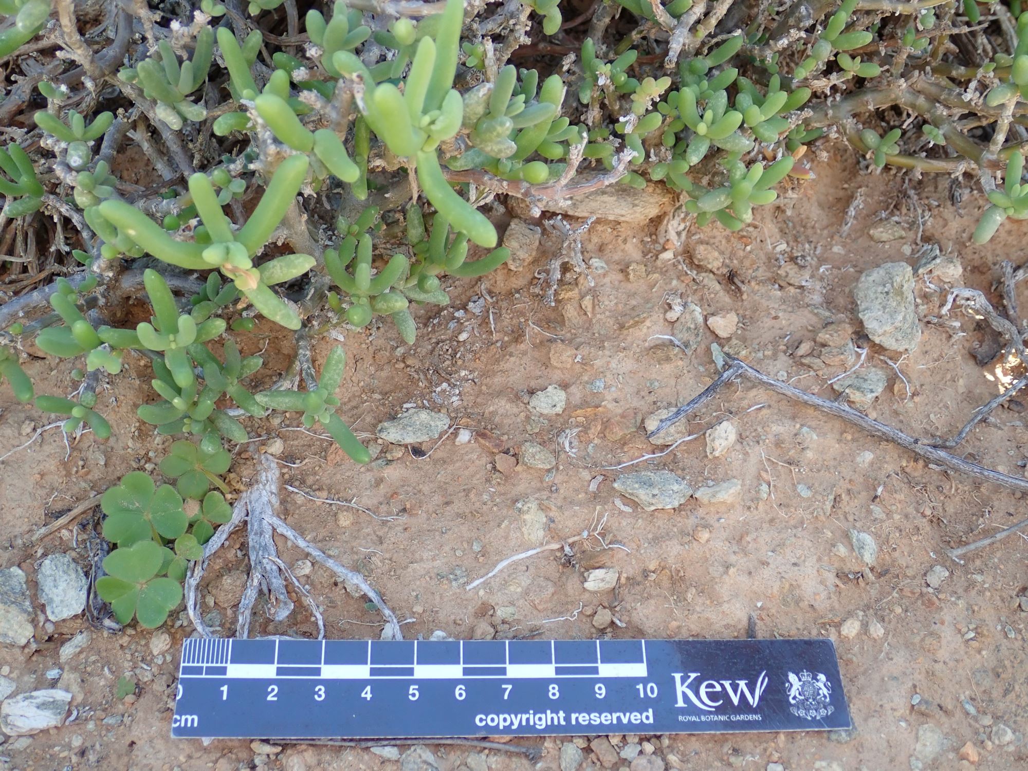 Image of Delosperma klinghardtianum