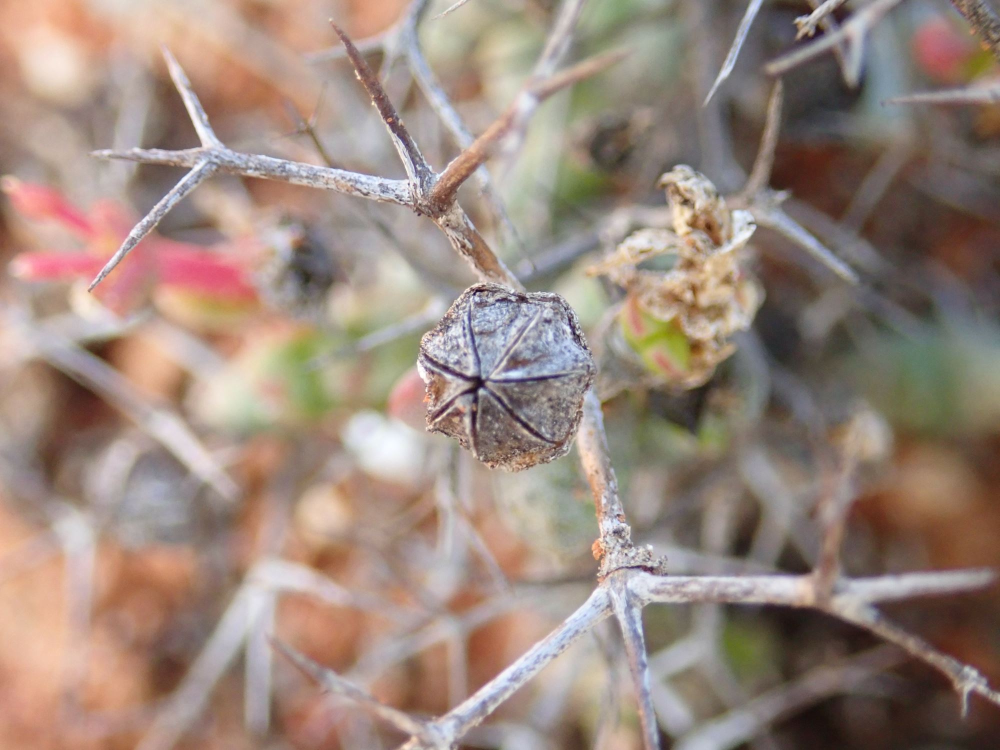Image of Schlechteranthus stylosus