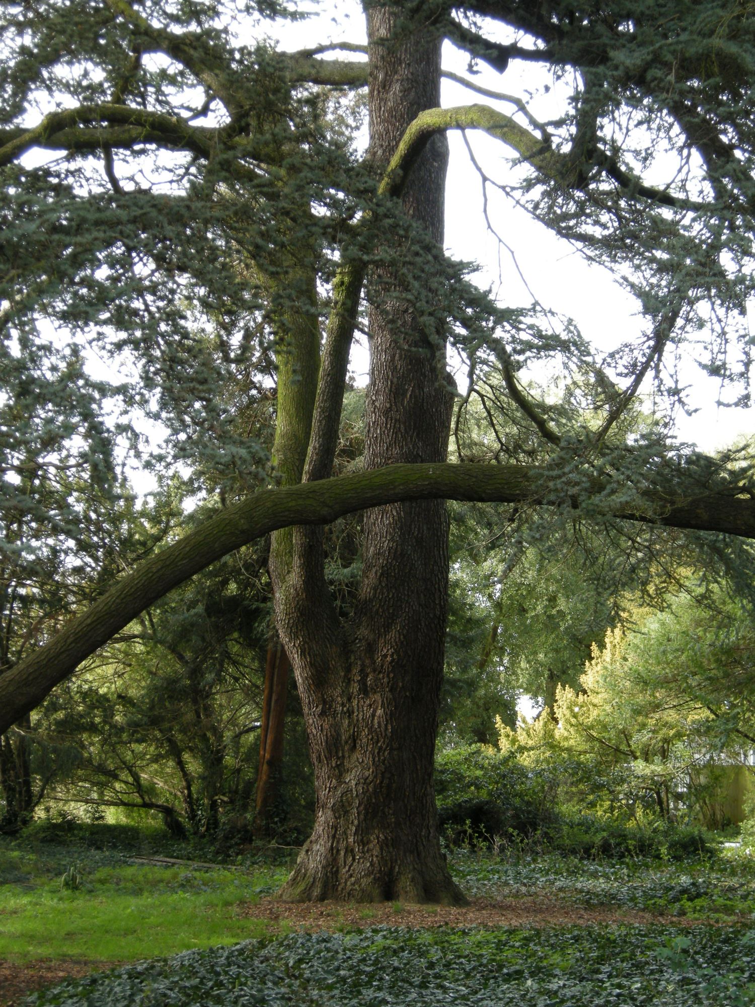 Image of Cedrus libani