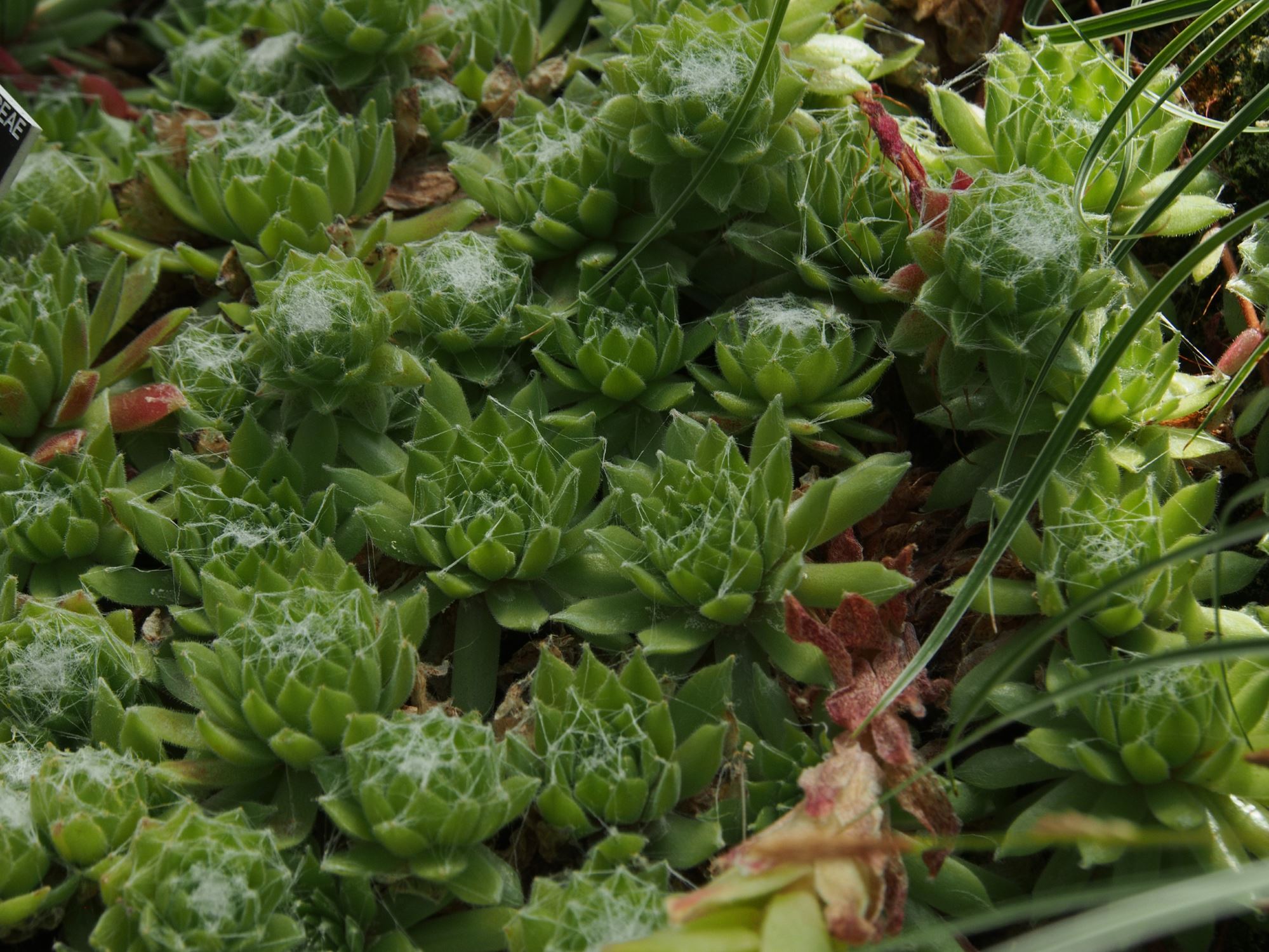 Image of Sempervivum 'Kramer's Spinard'