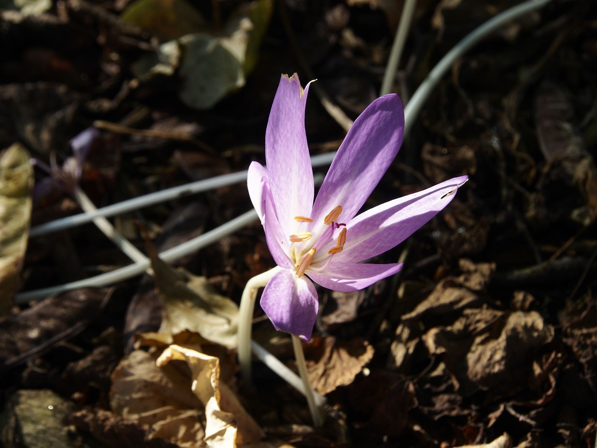 Image of Colchicum cilicicum