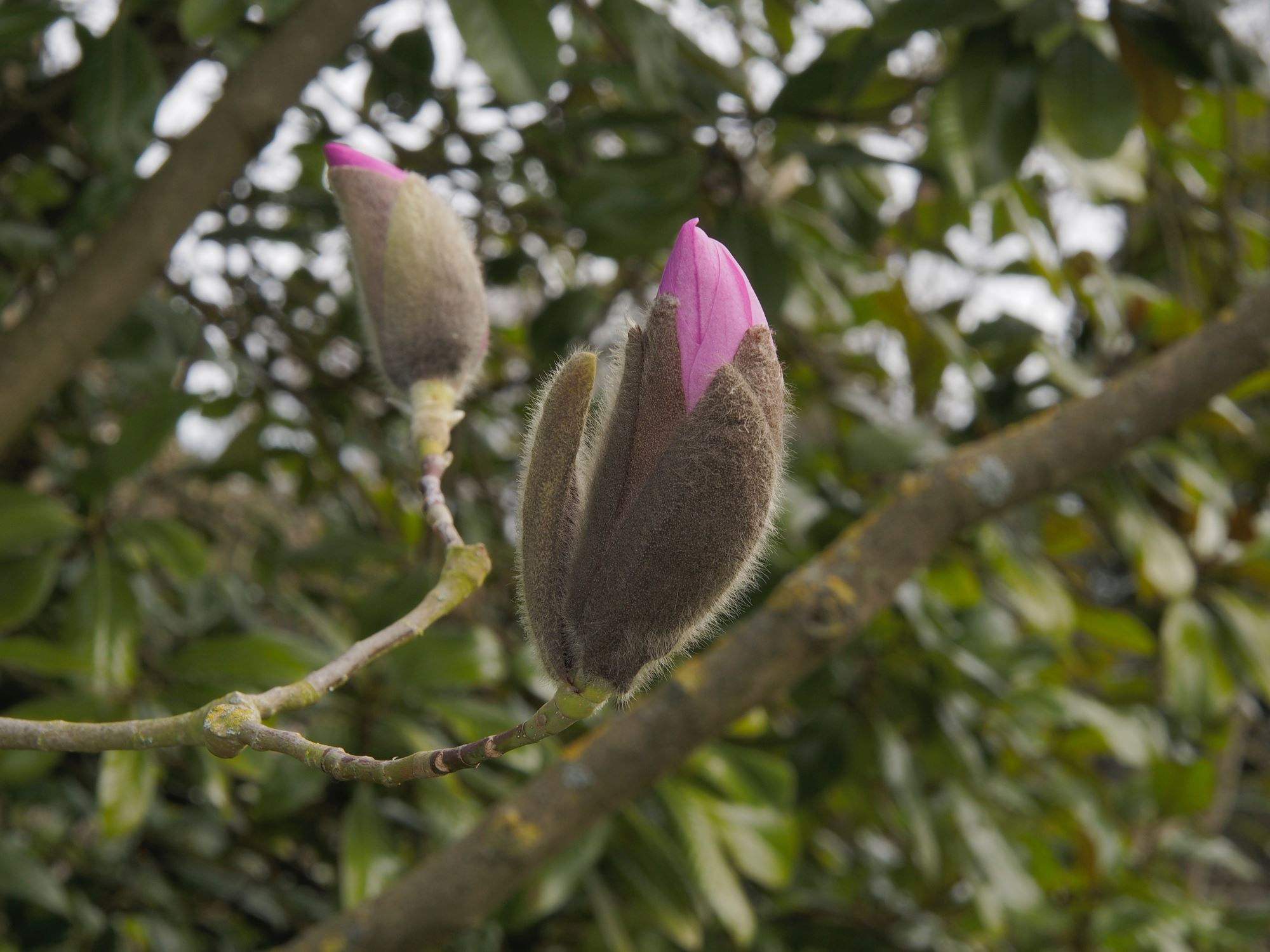 Image of Magnolia sprengeri 'Diva'