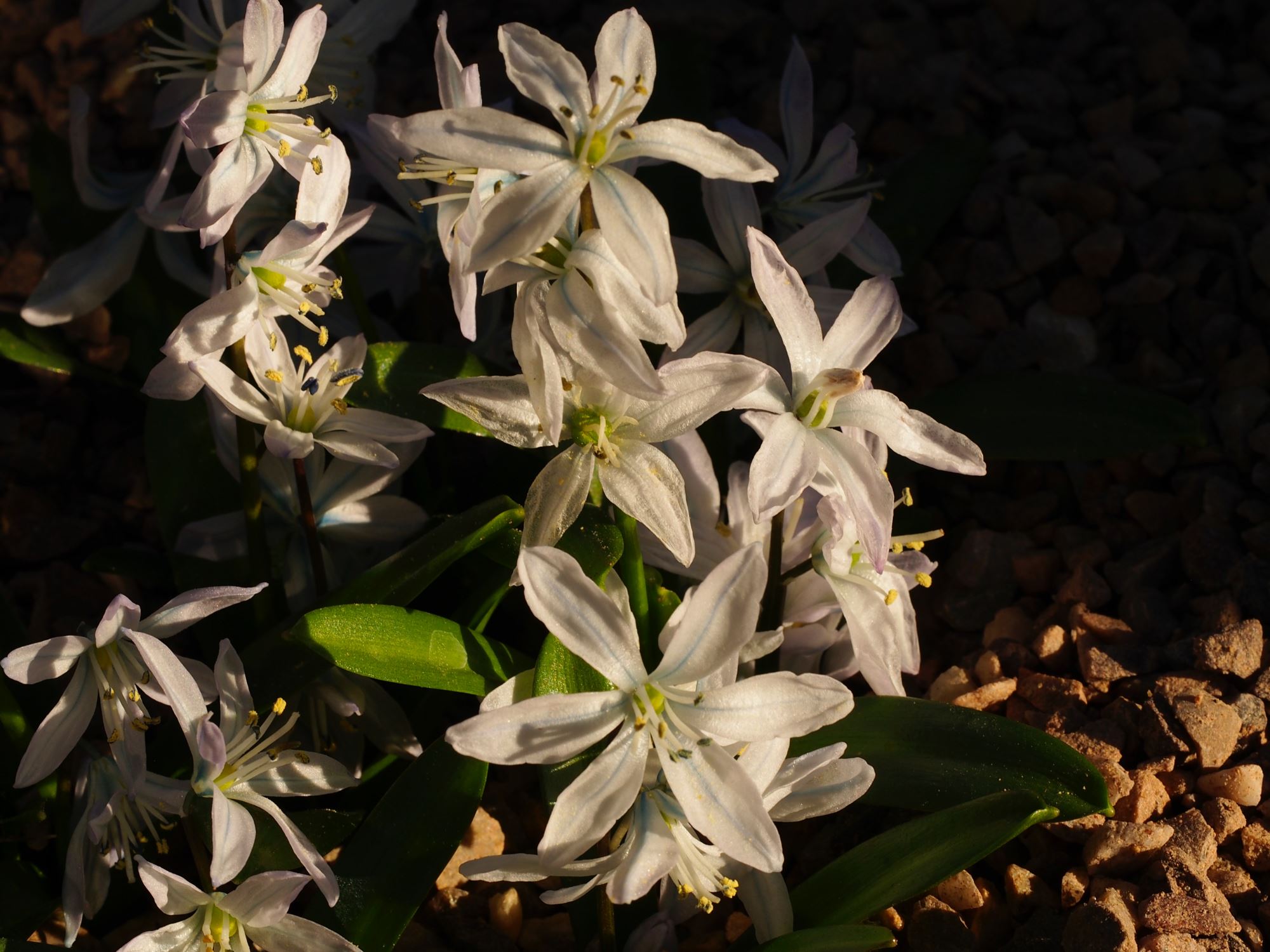 Image of Scilla mischtschenkoana