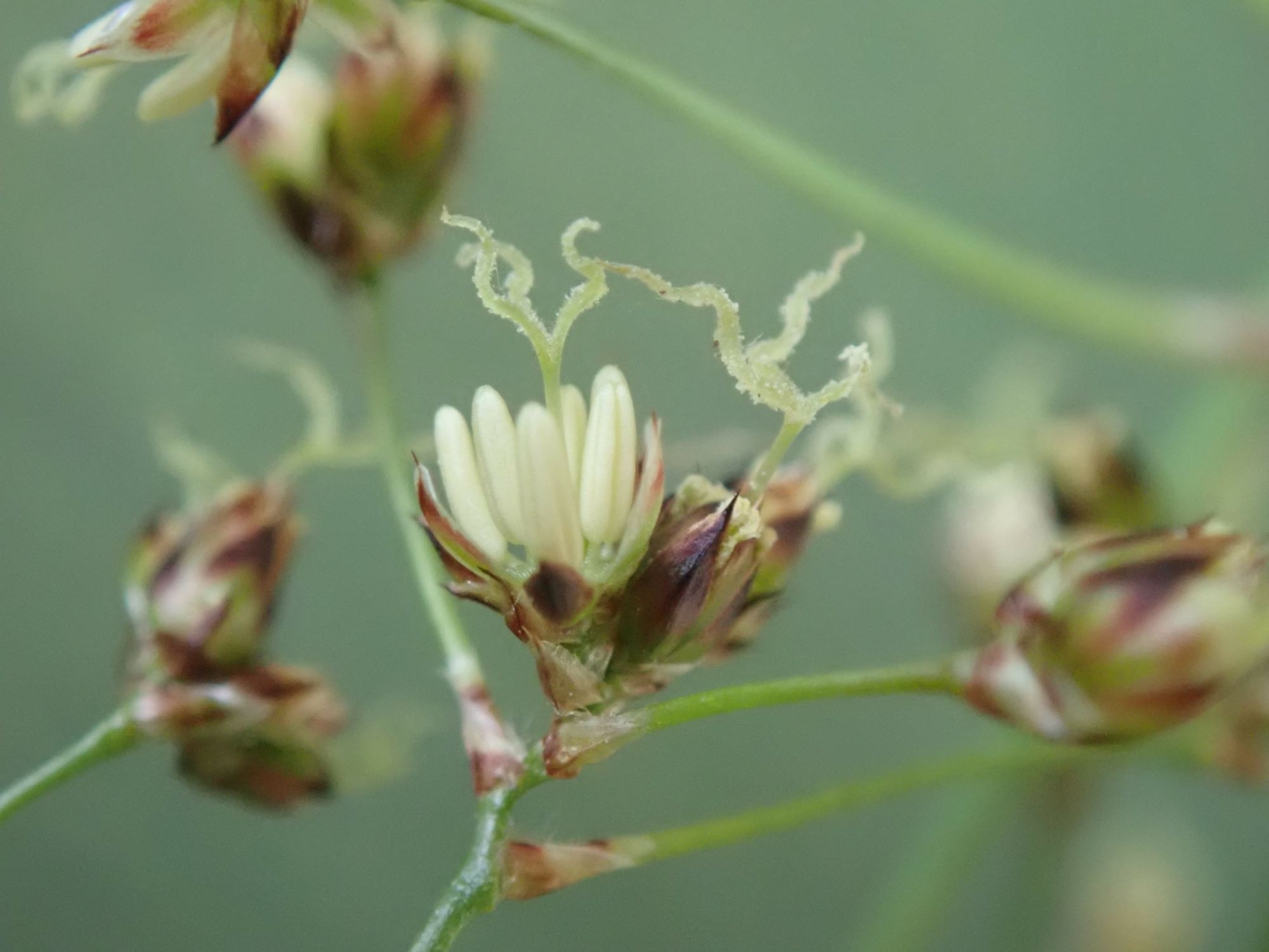 Image of Luzula sylvatica