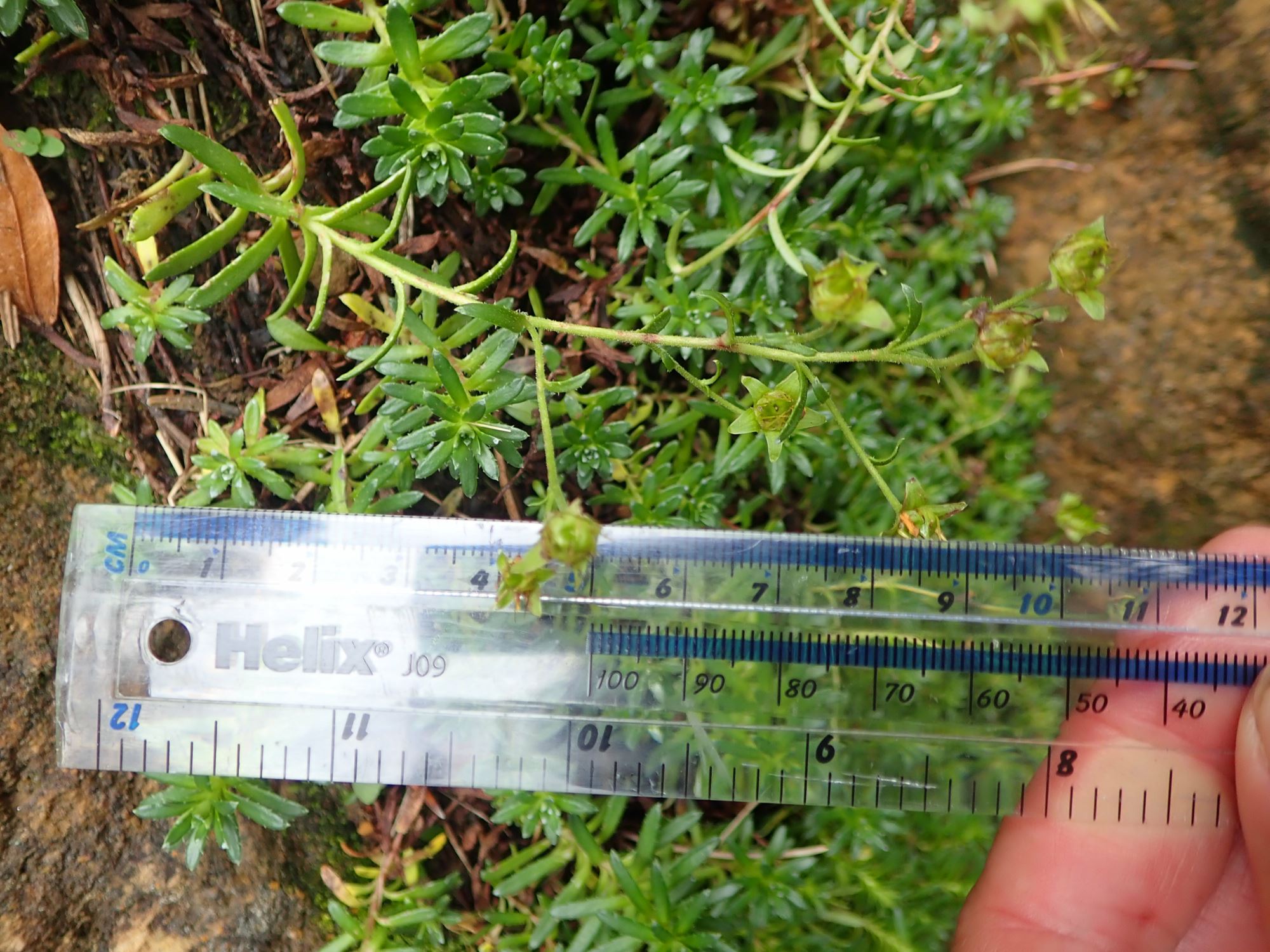 Image of Saxifraga aizoides
