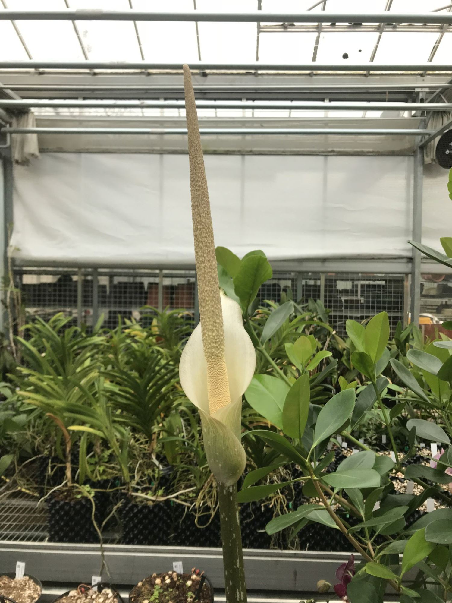 Image of Amorphophallus variabilis