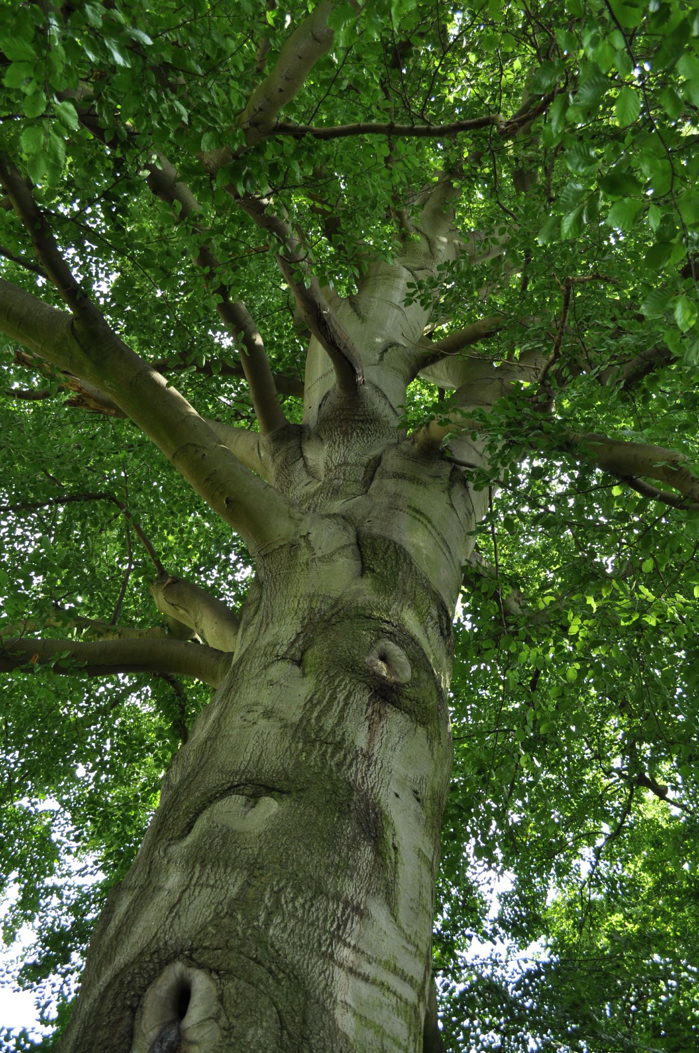 Image of Fagus sylvatica