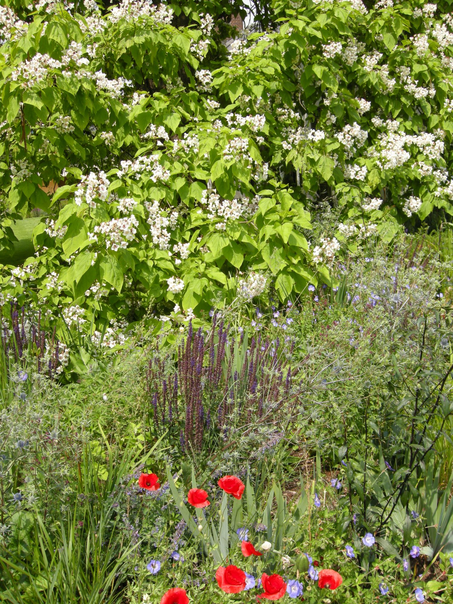 Image of Catalpa speciosa