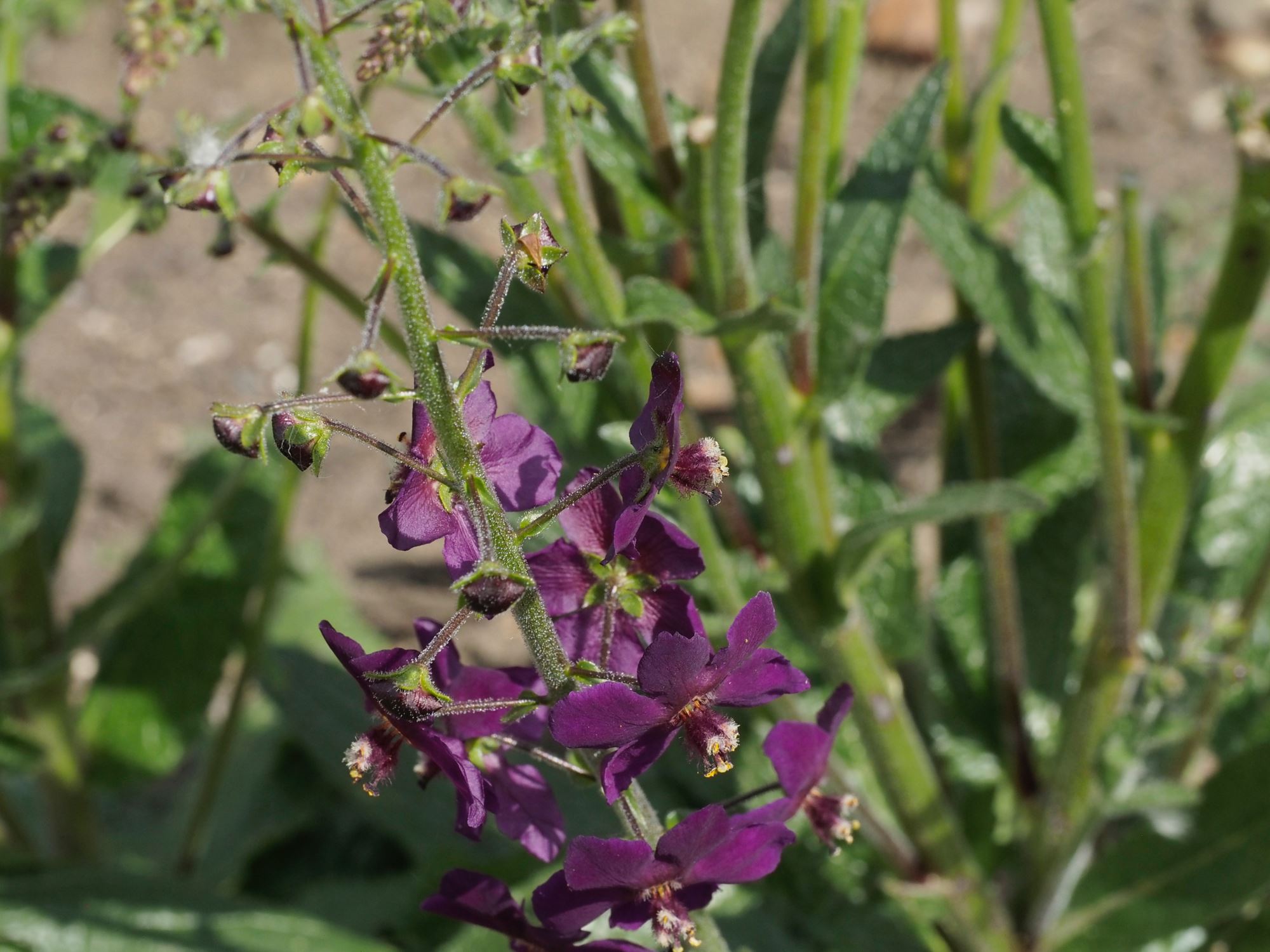 Image of Verbascum phoeniceum