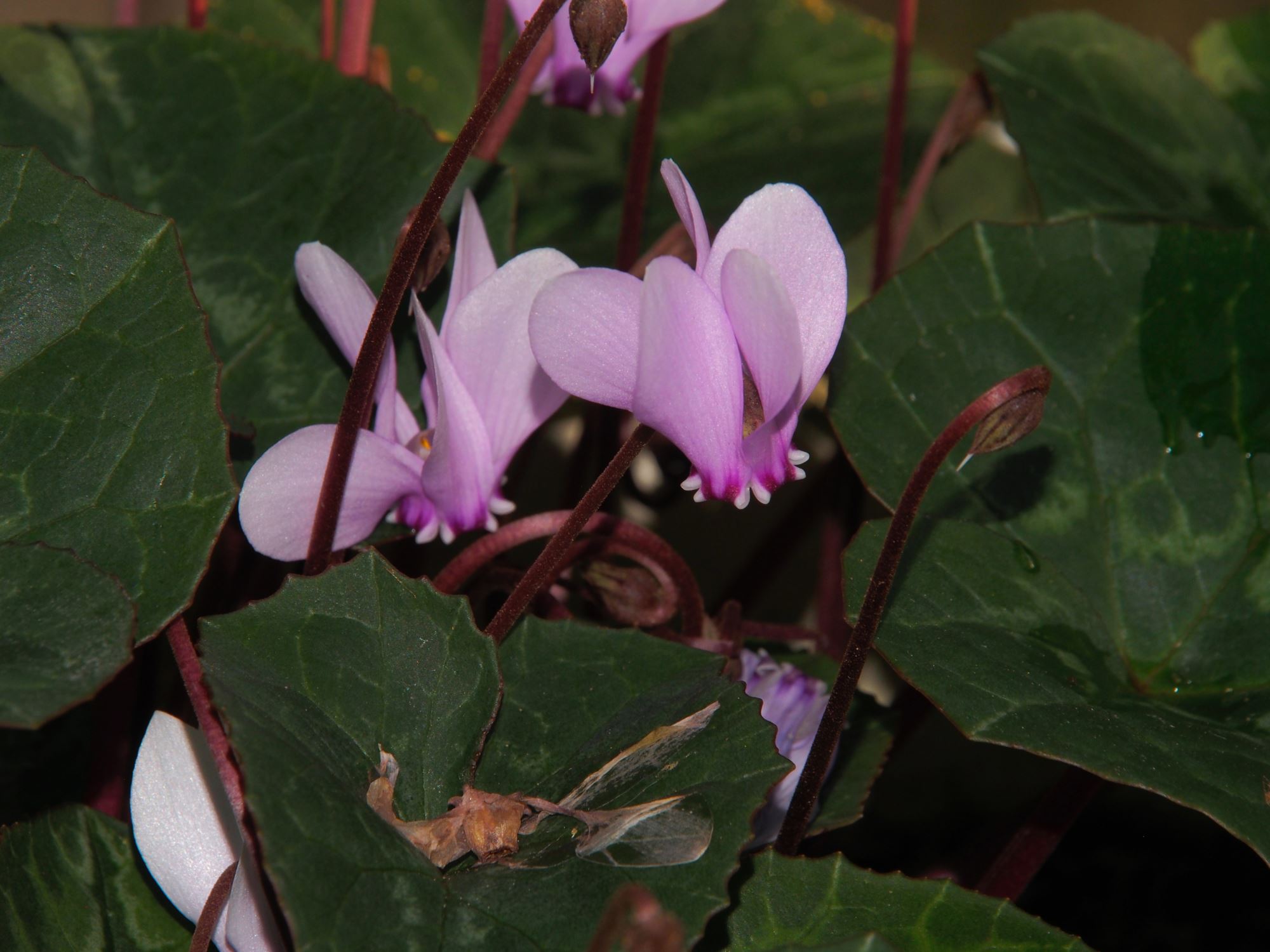 Image of Cyclamen africanum