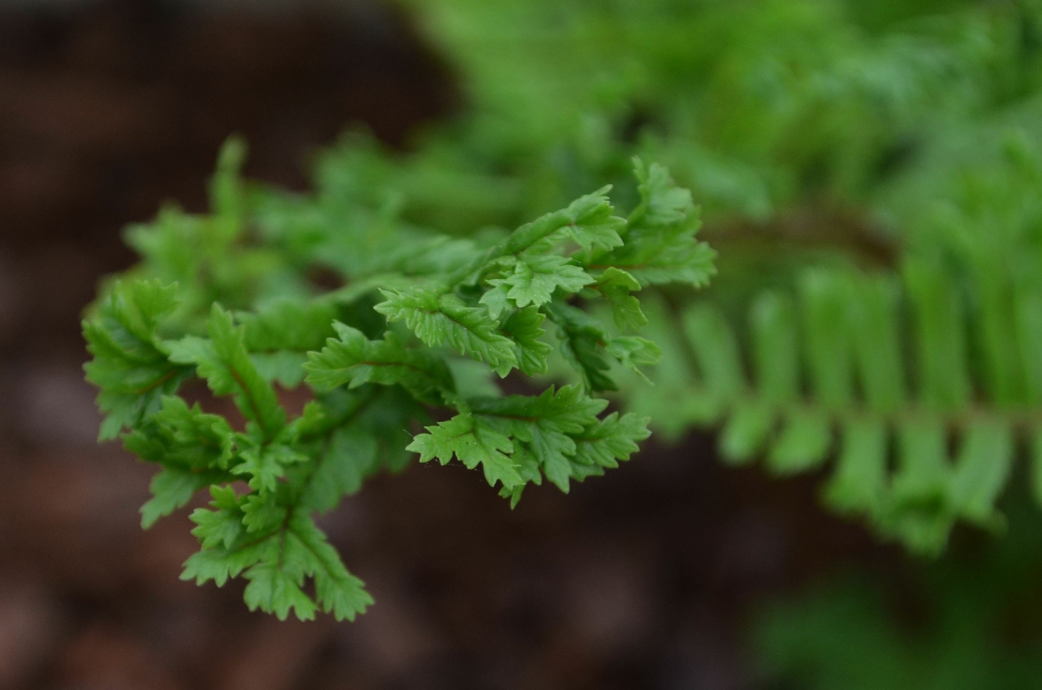 Image of Dryopteris affinis 'Cristata'