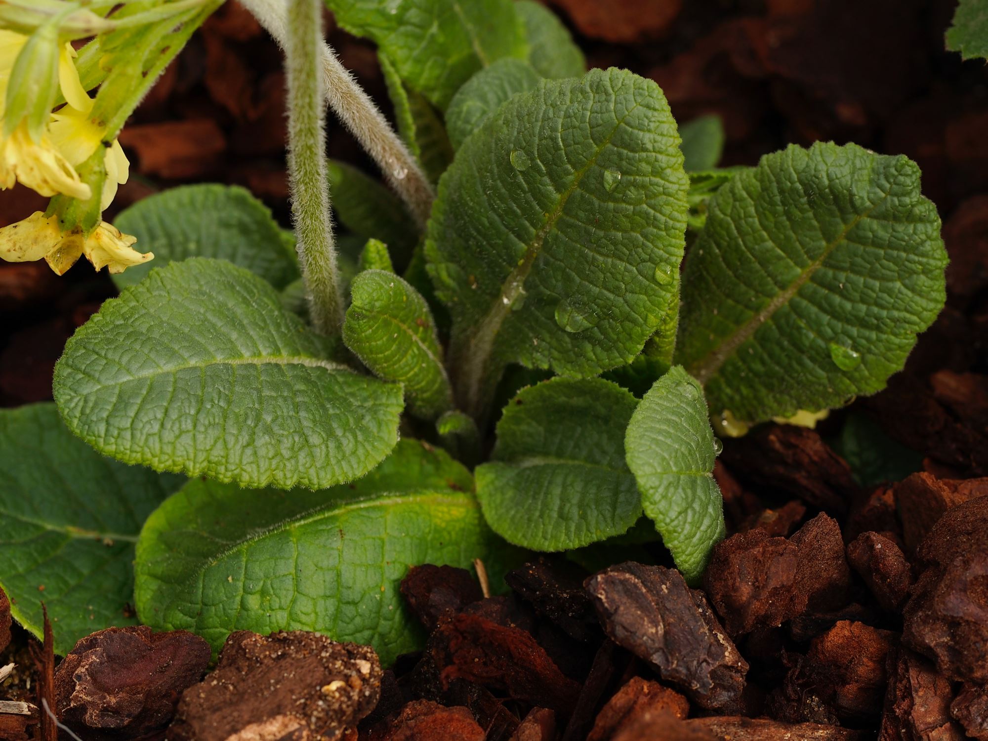 Image of Primula elatior